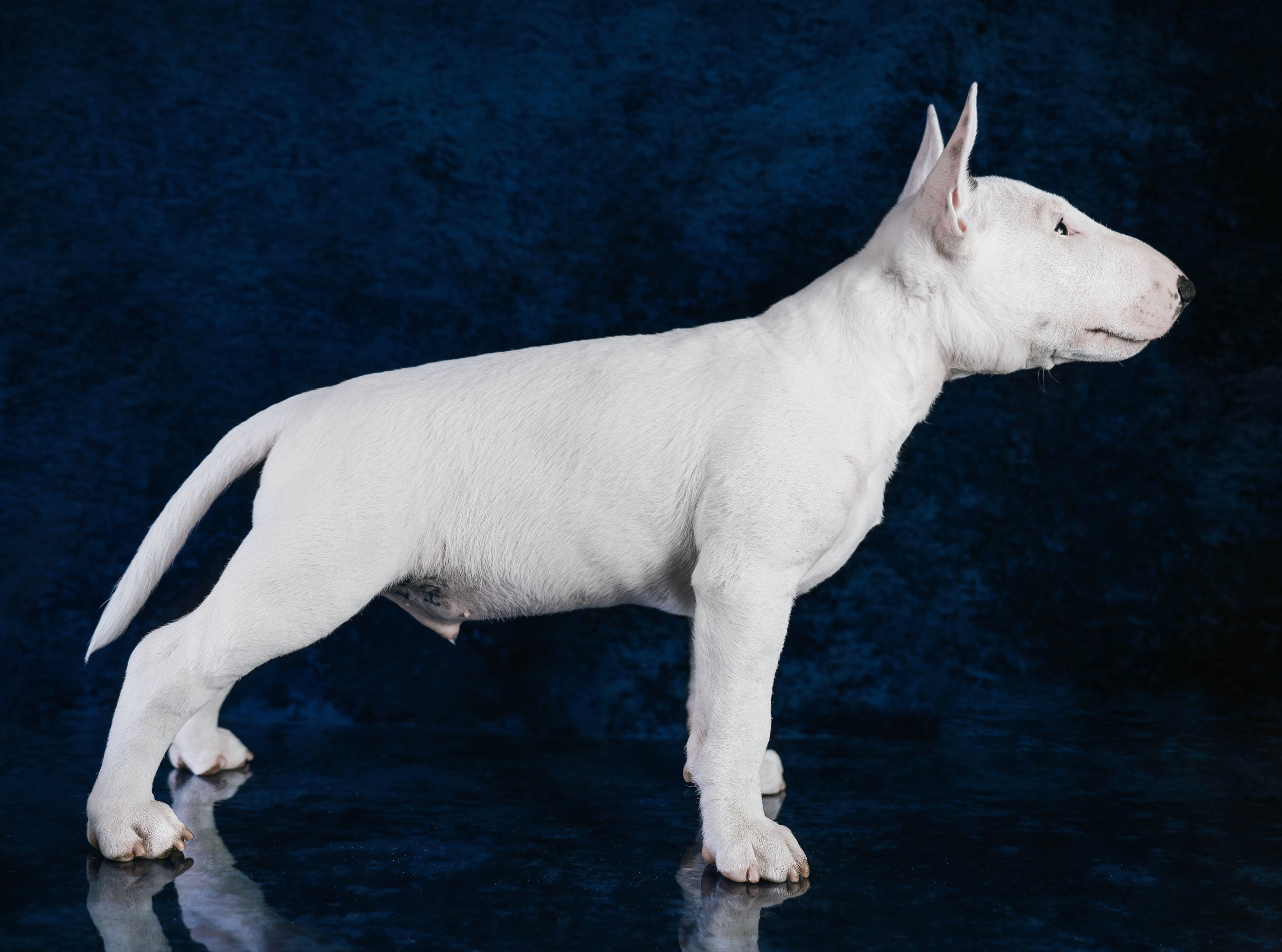 Малыш бультерьер. Семейный фотограф анималист г. Находка