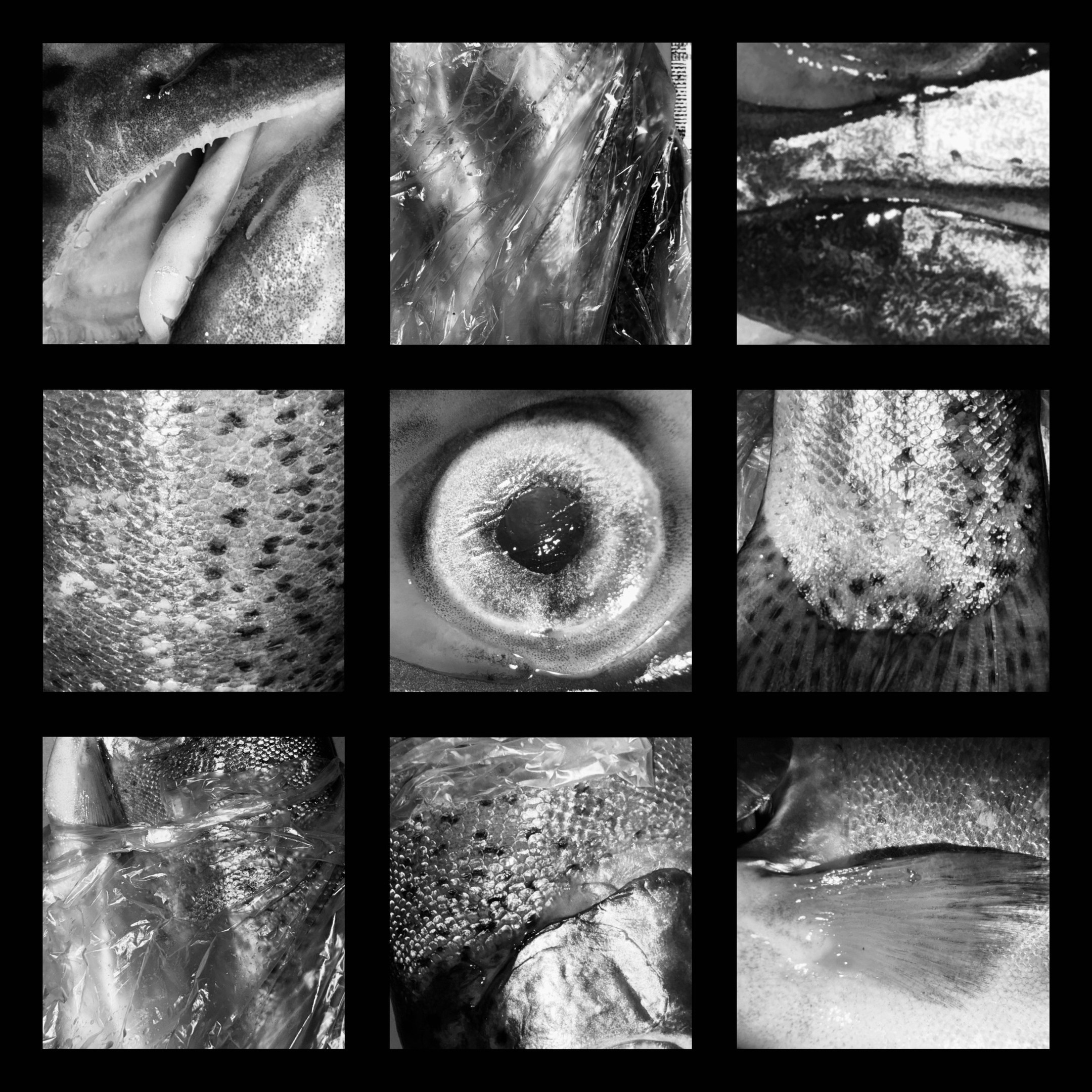 Коллажи. Свадебный фотограф в Москве Сафонова Анна