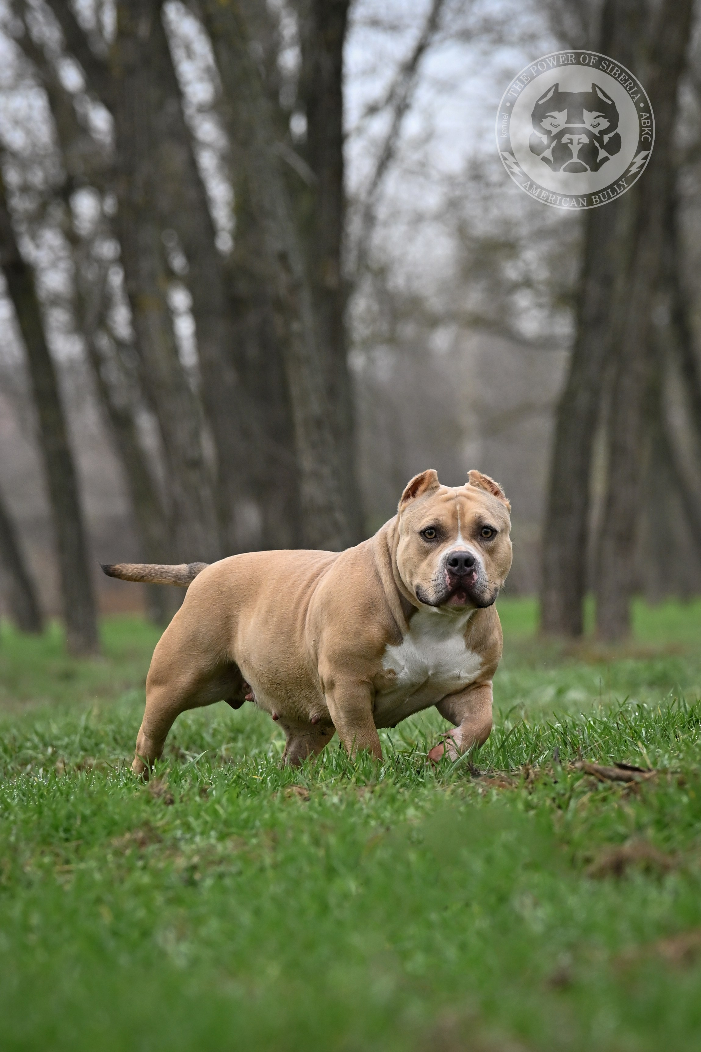 Страница Терри. Американский Булли в г. Ростов-на-Дону. Питомник THE POWER OF SIBERIA