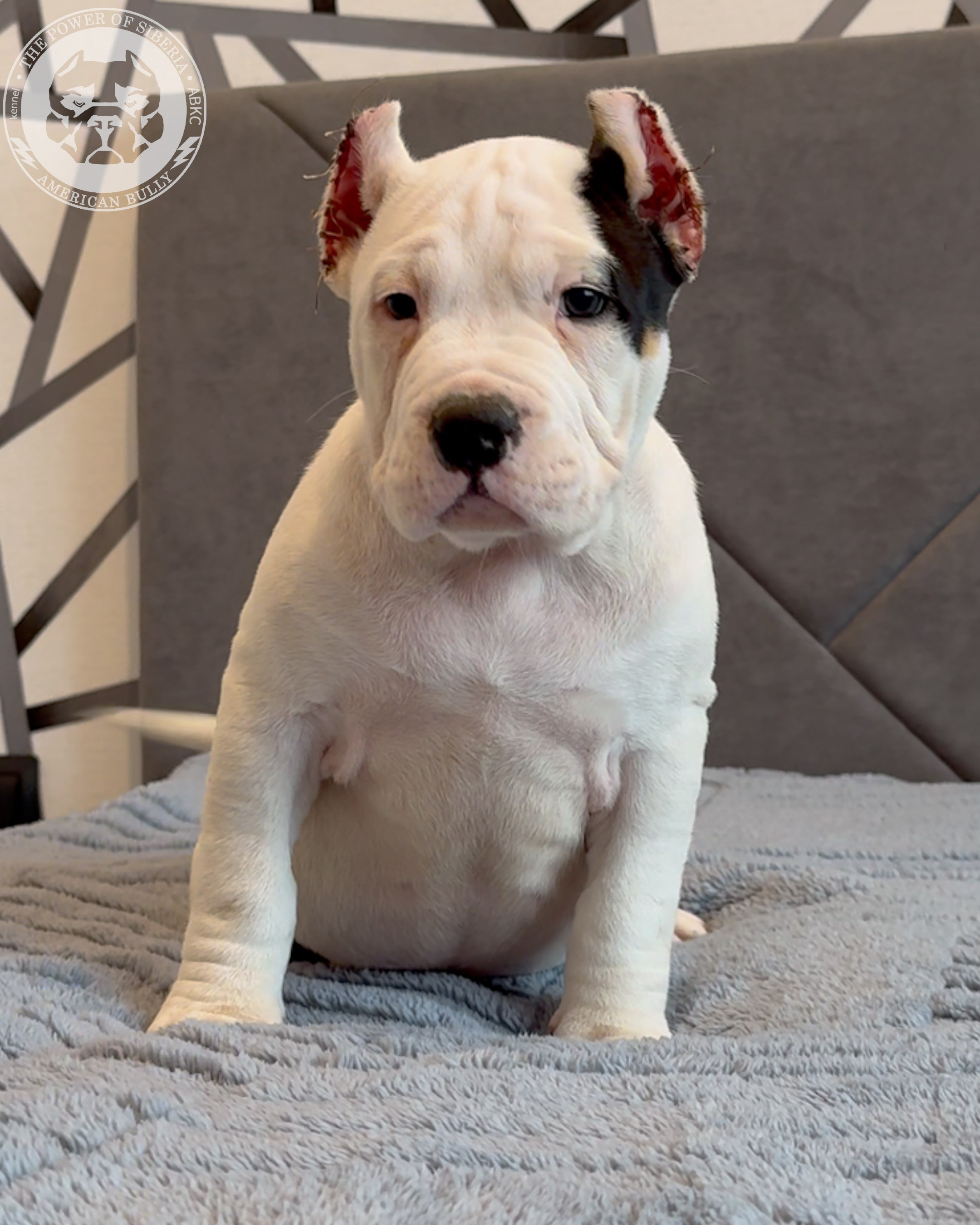 Свободные щенки Американский Булли стандарт и Свободные щенки Американский Булли классик. Американский Булли в г. Ростов-на-Дону. Питомник THE POWER OF SIBERIA