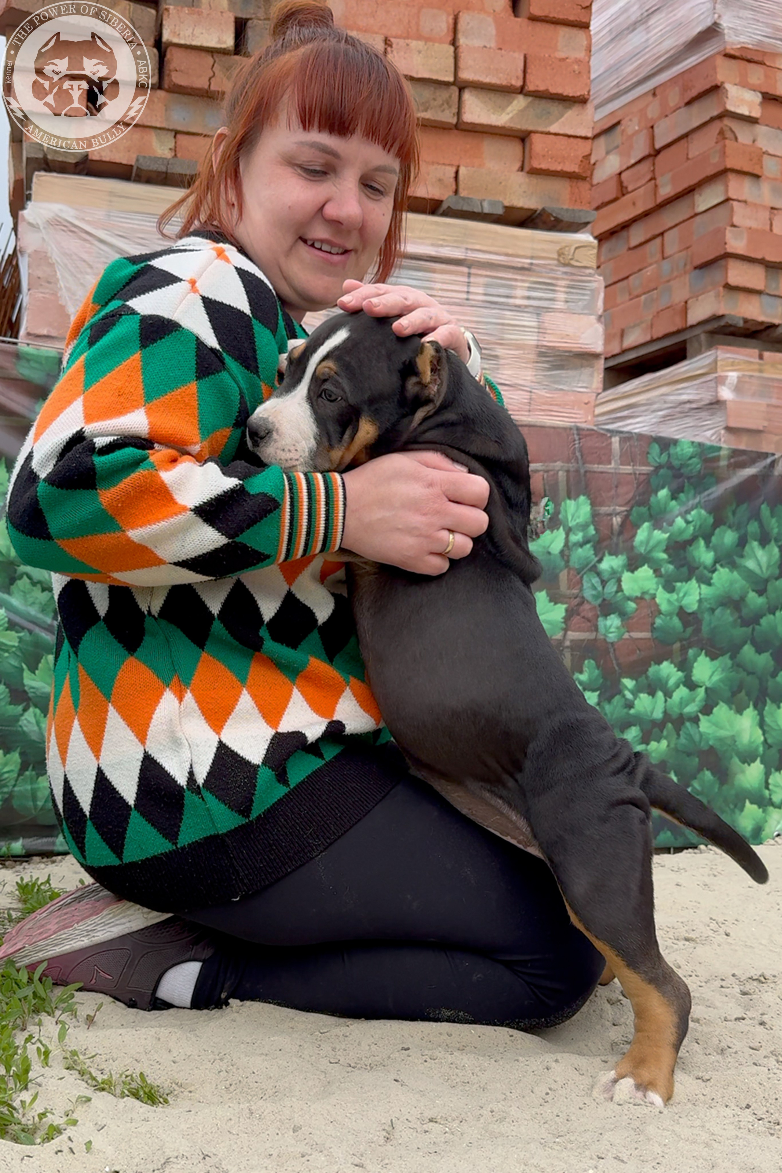 Свободные щенки Американский Булли, в типах покет, классик, стандарт. Американский Булли в г. Ростов-на-Дону. Питомник THE POWER OF SIBERIA