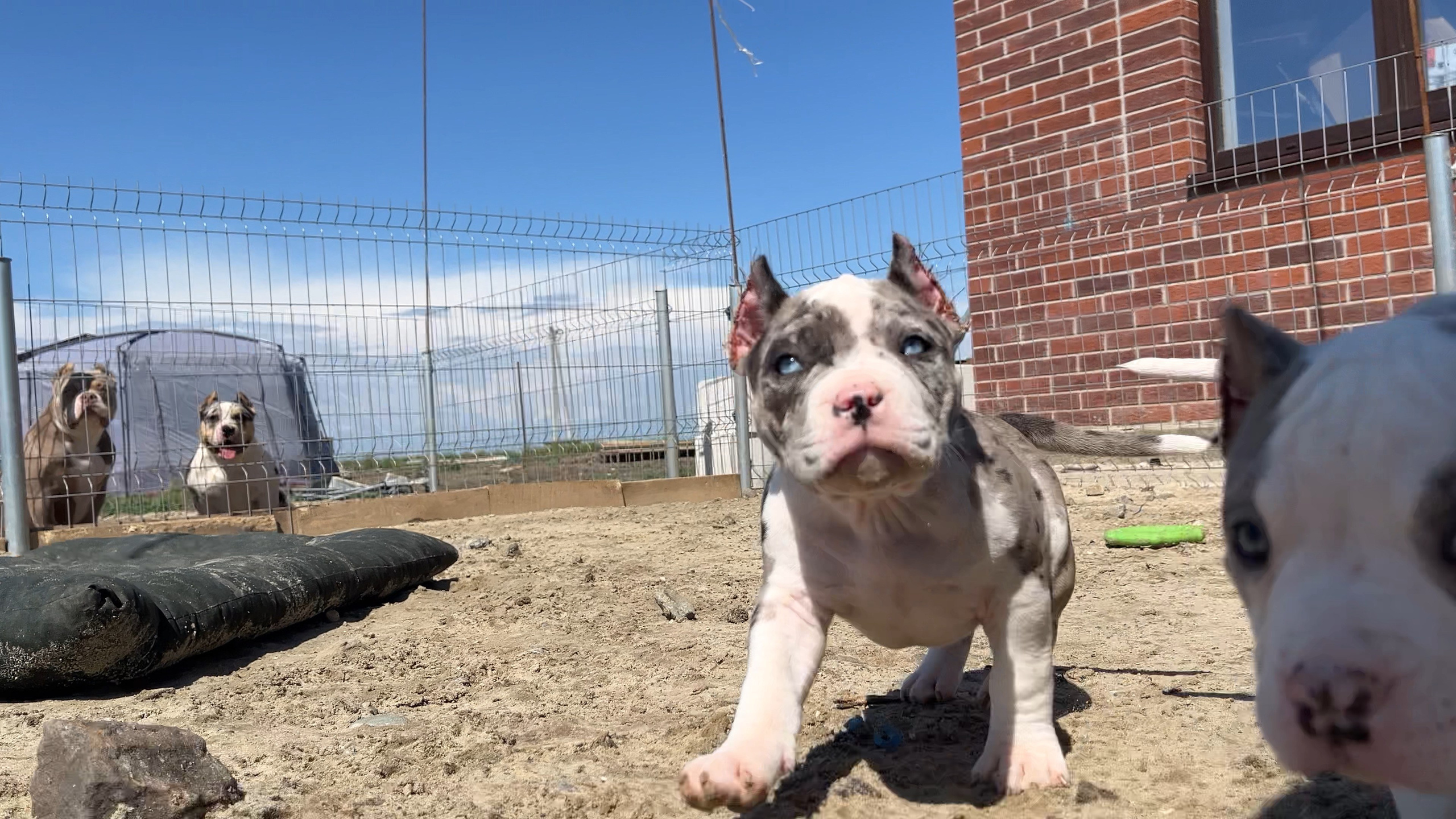 Фотографии Керри Американского булли Классик в возрасте 4 мес. Американский Булли в г. Ростов-на-Дону. Питомник THE POWER OF SIBERIA