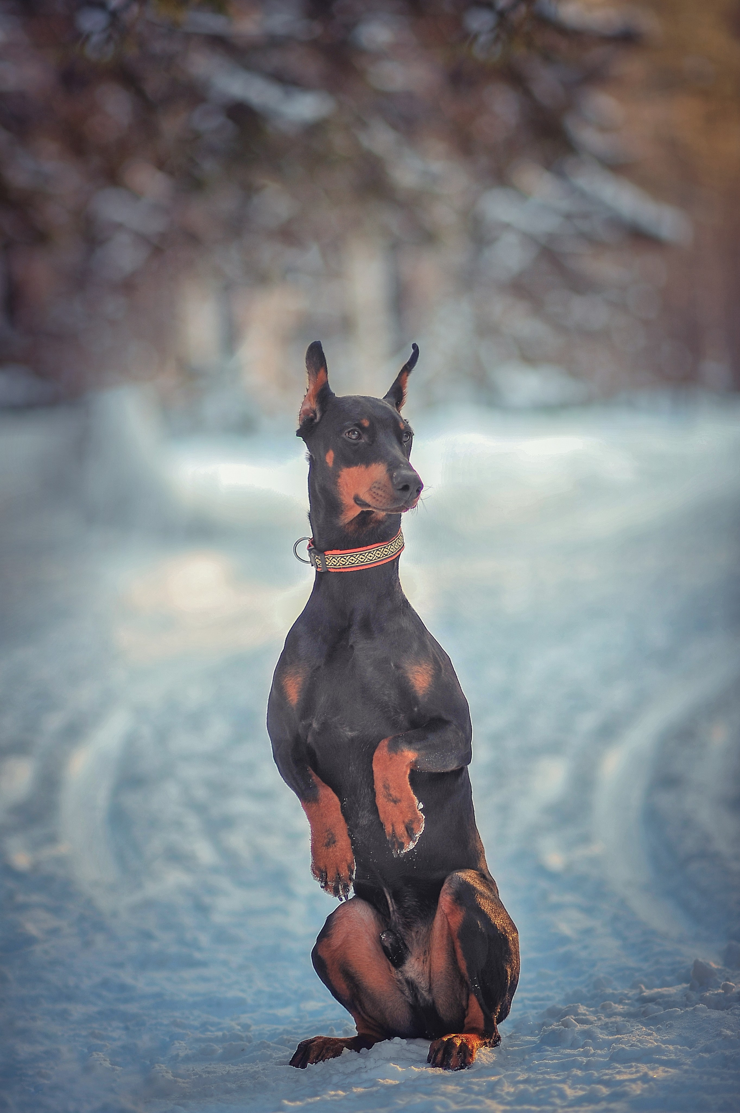 Фотосессия животных в Ижевских, фотограф животных. Детский, семейный фотограф в Ижевске и Москве Аксинья Лысенкова ADEN
