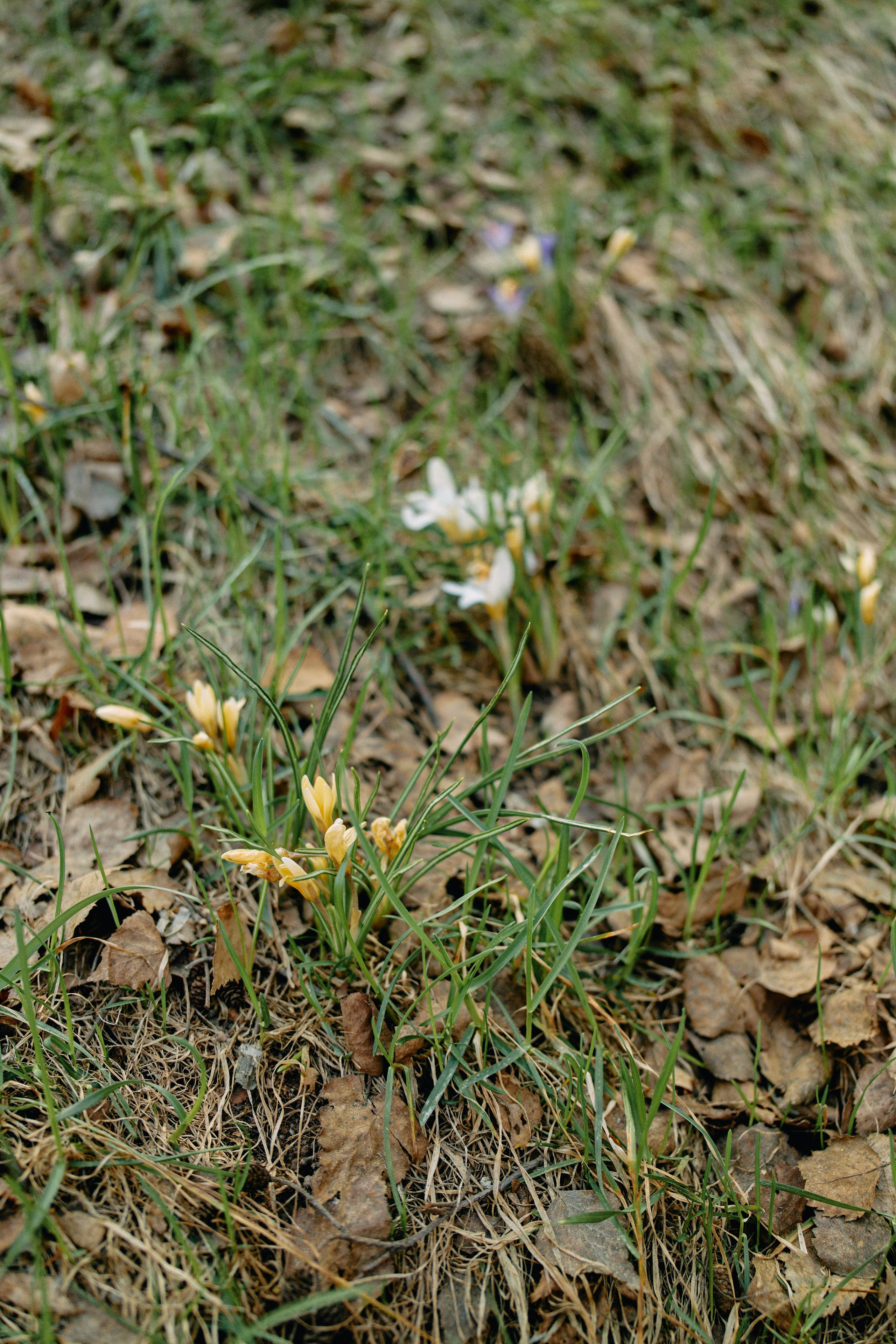 Бутик-отель Поле летом. Профессиональный Фотограф во Владимире, в Москве и в Суздале — Полина Романычева