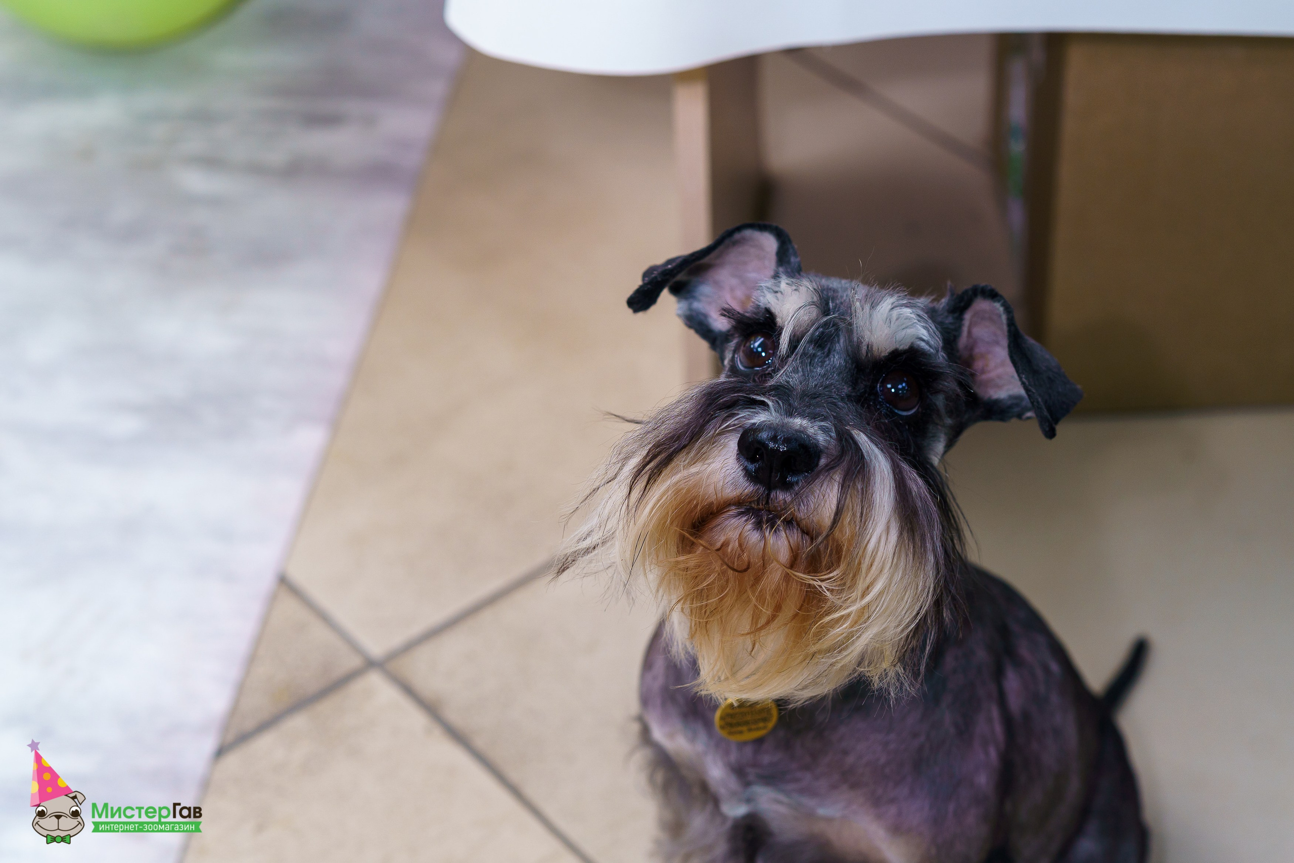 Мистер Гав -13 лет!. Фотограф Челябинск · Ольга Серебрякова