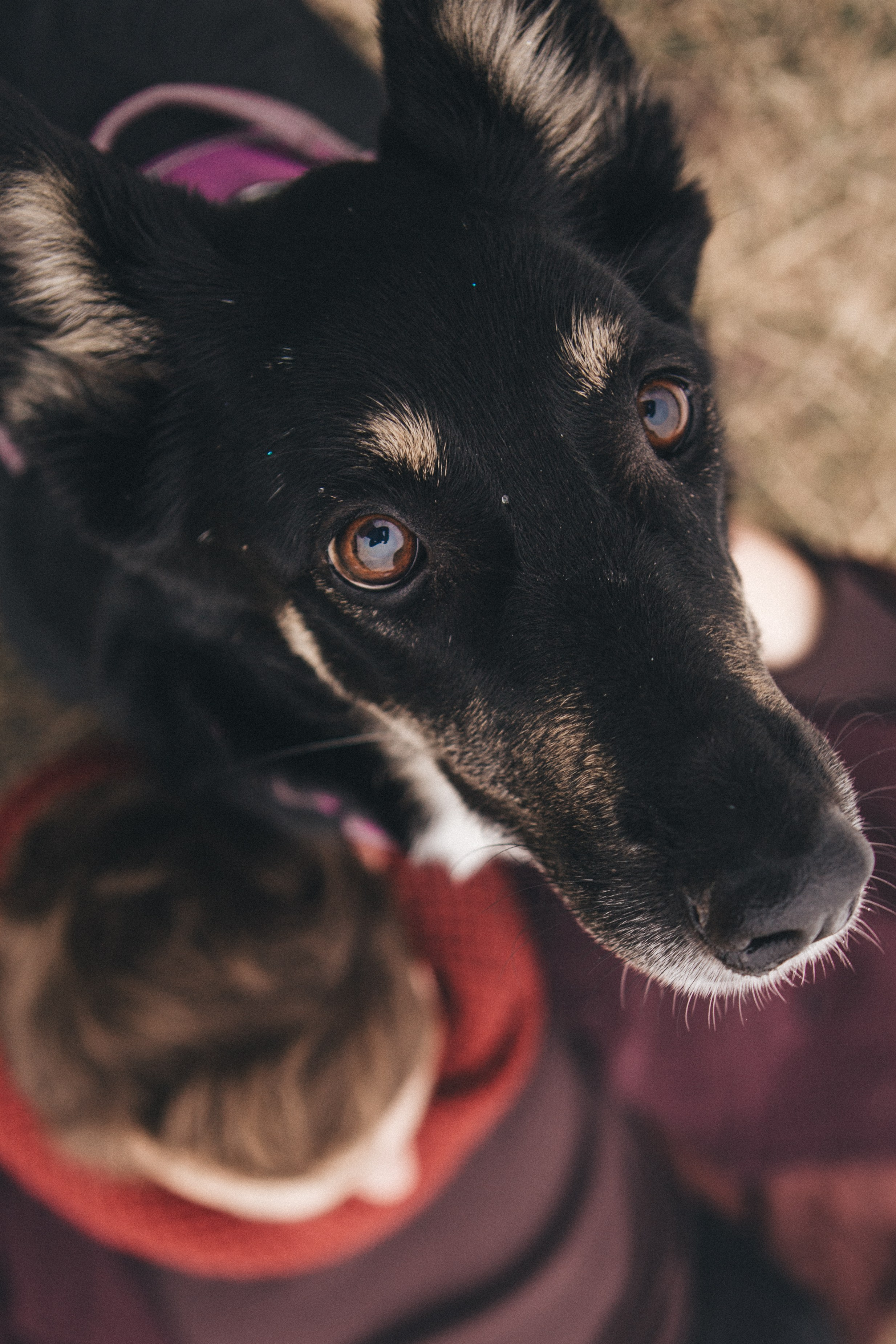 A cinematic tale of true love and unbreakable friendship between a man and a dog. Portrait, family and pet photographer in Cyprus, Ksenia Bourdelle