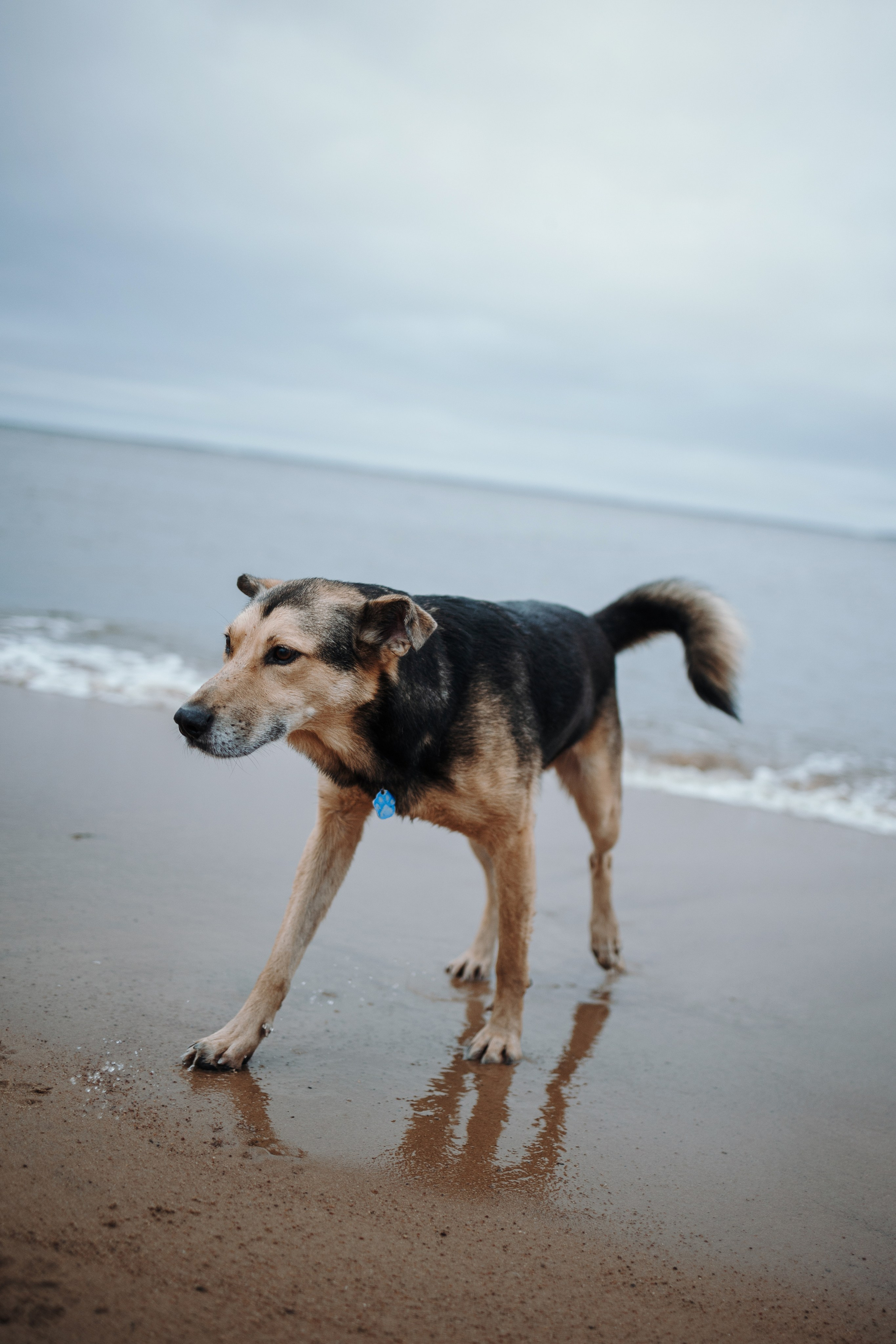 Наталья и Того. Фотограф — Анималист | Санкт-Петербург