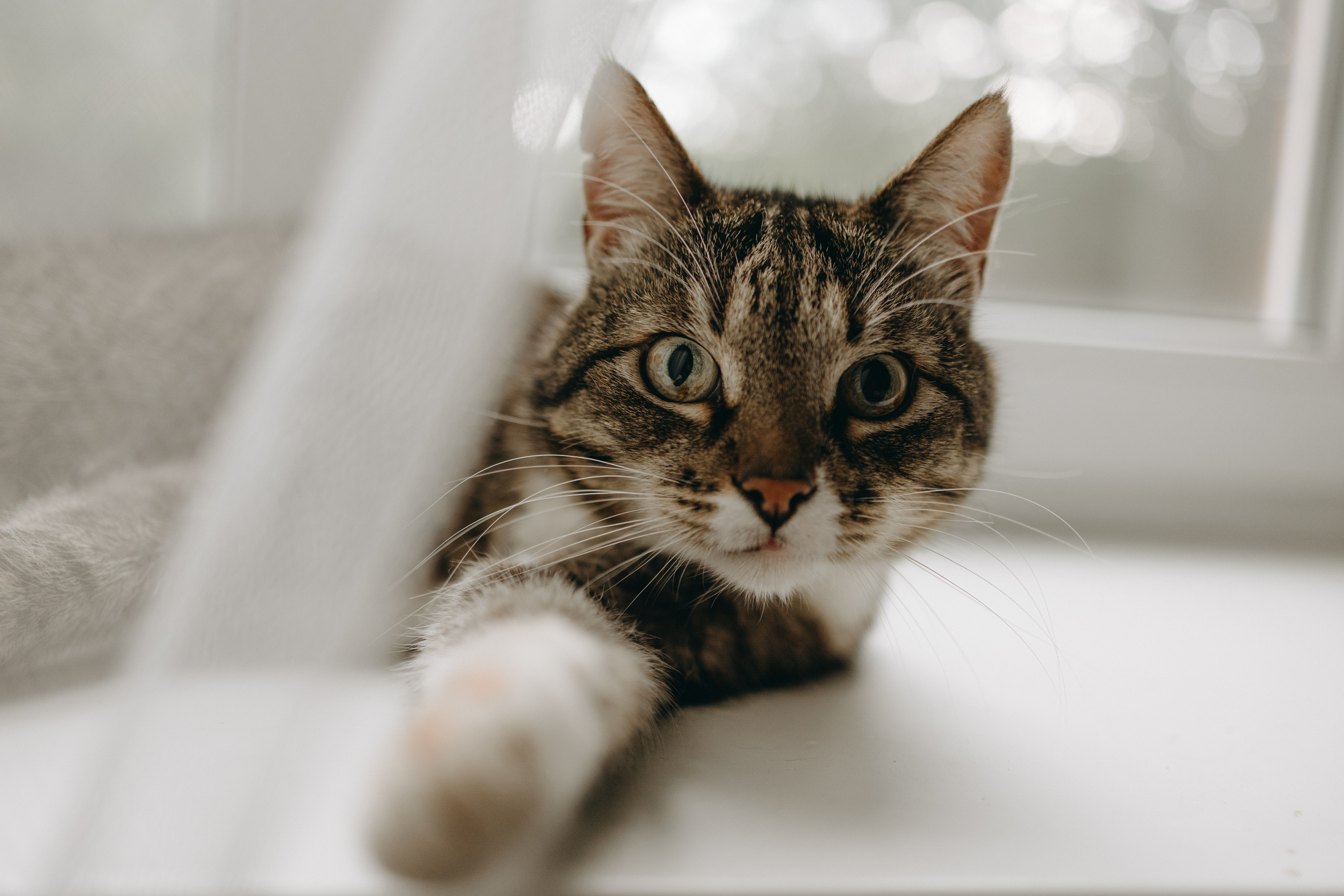 Софа и ее хвостики. Фотограф — Анималист | Санкт-Петербург