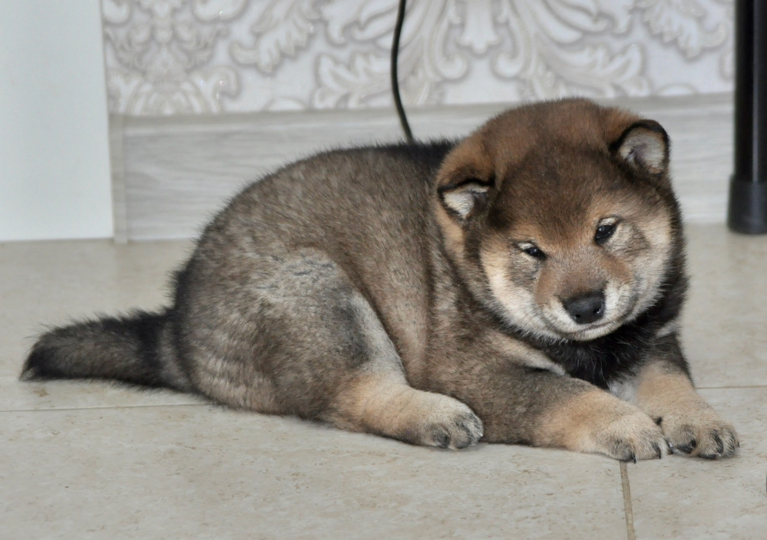 Шаман (сезам) * Шу_ Шаолинь Цукан. AMERICAN AKITA RUBYLIGHT KENNEL I SHIBA-INU