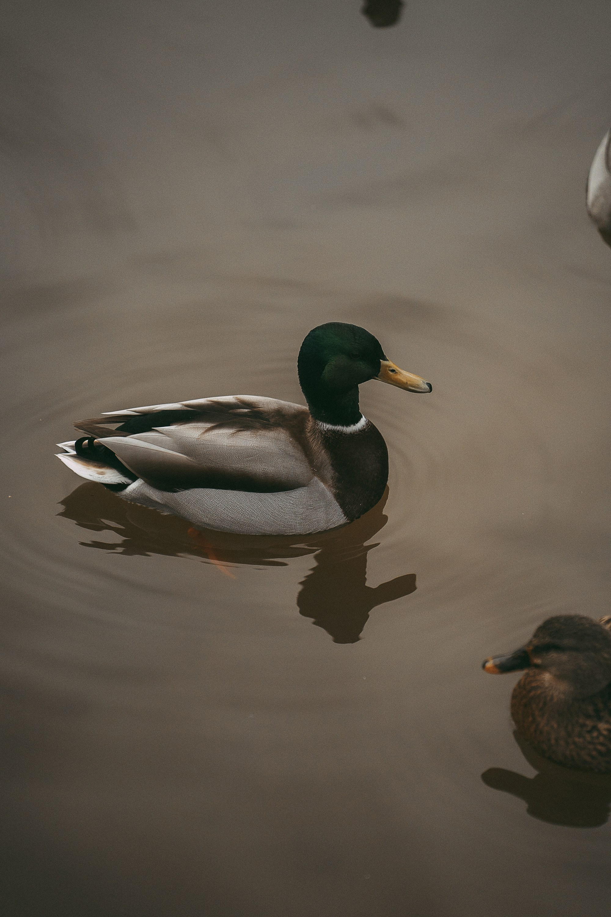 Лена и Мерлин. Фотограф анималист в Москве и Санкт-Петербурге Свиридова Анна