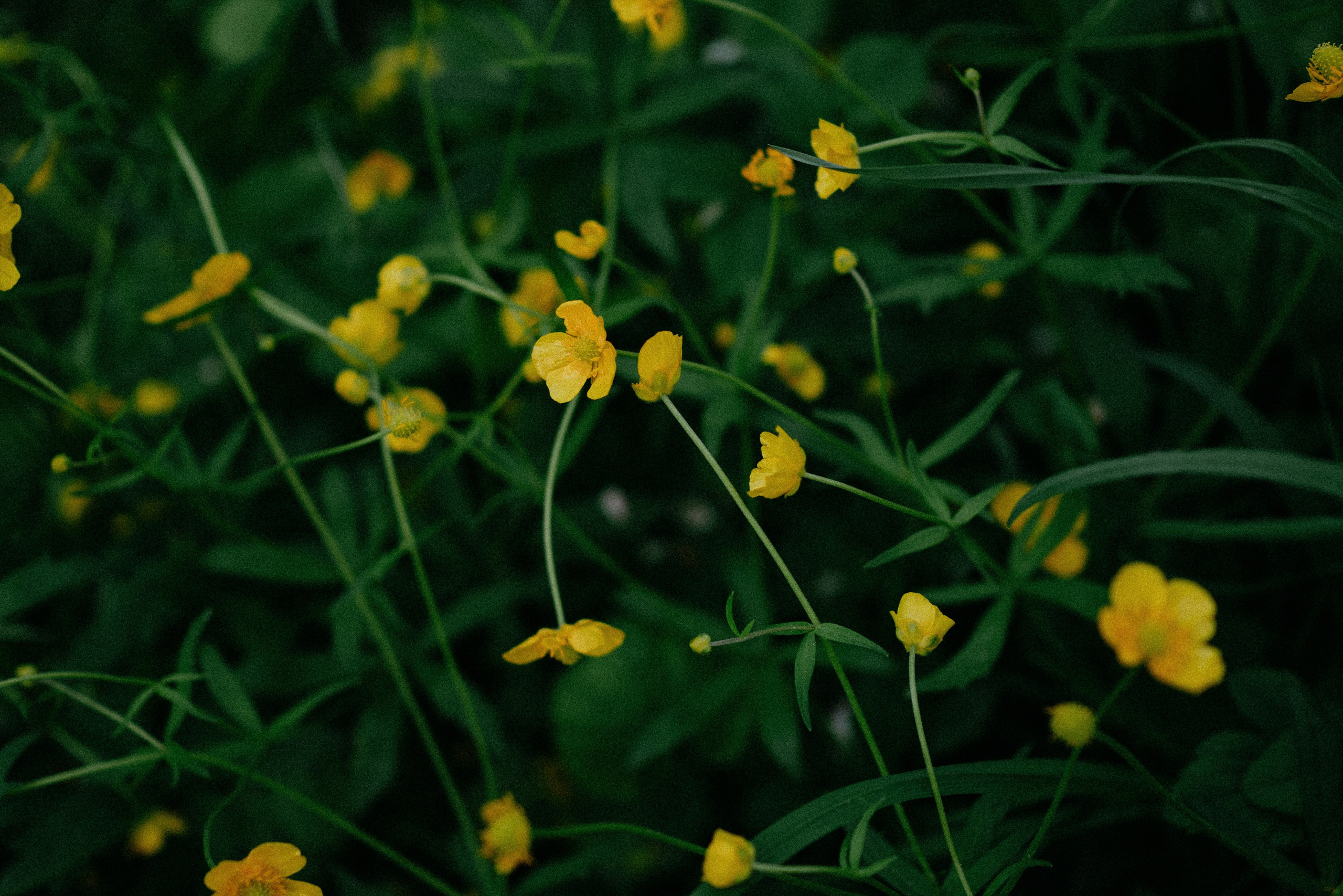 Dunechka. Фотограф в Москве Маша Игитова