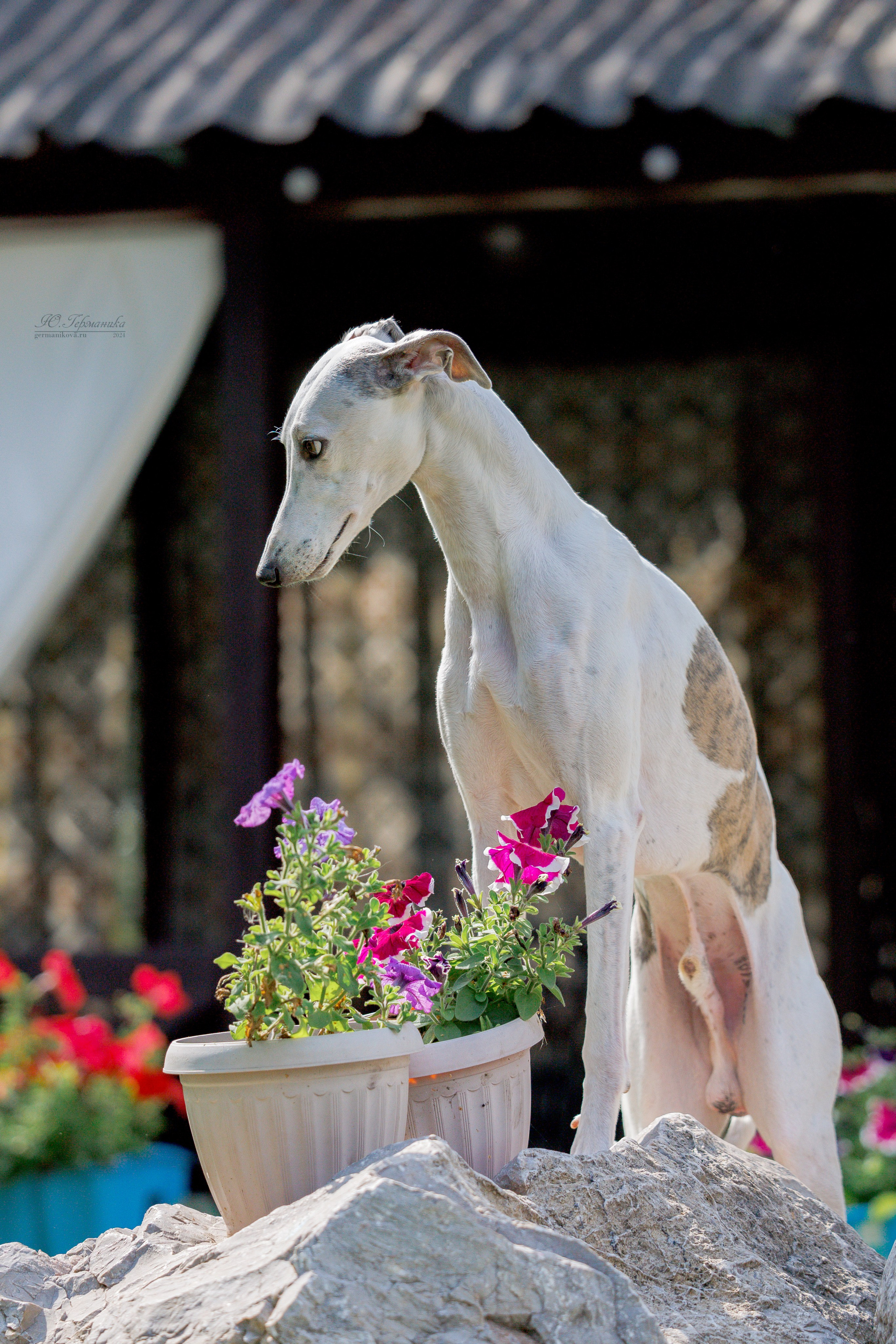 Астана 2хCACIB 17-18.08.2024. Фотограф-анималист Юлия Германика