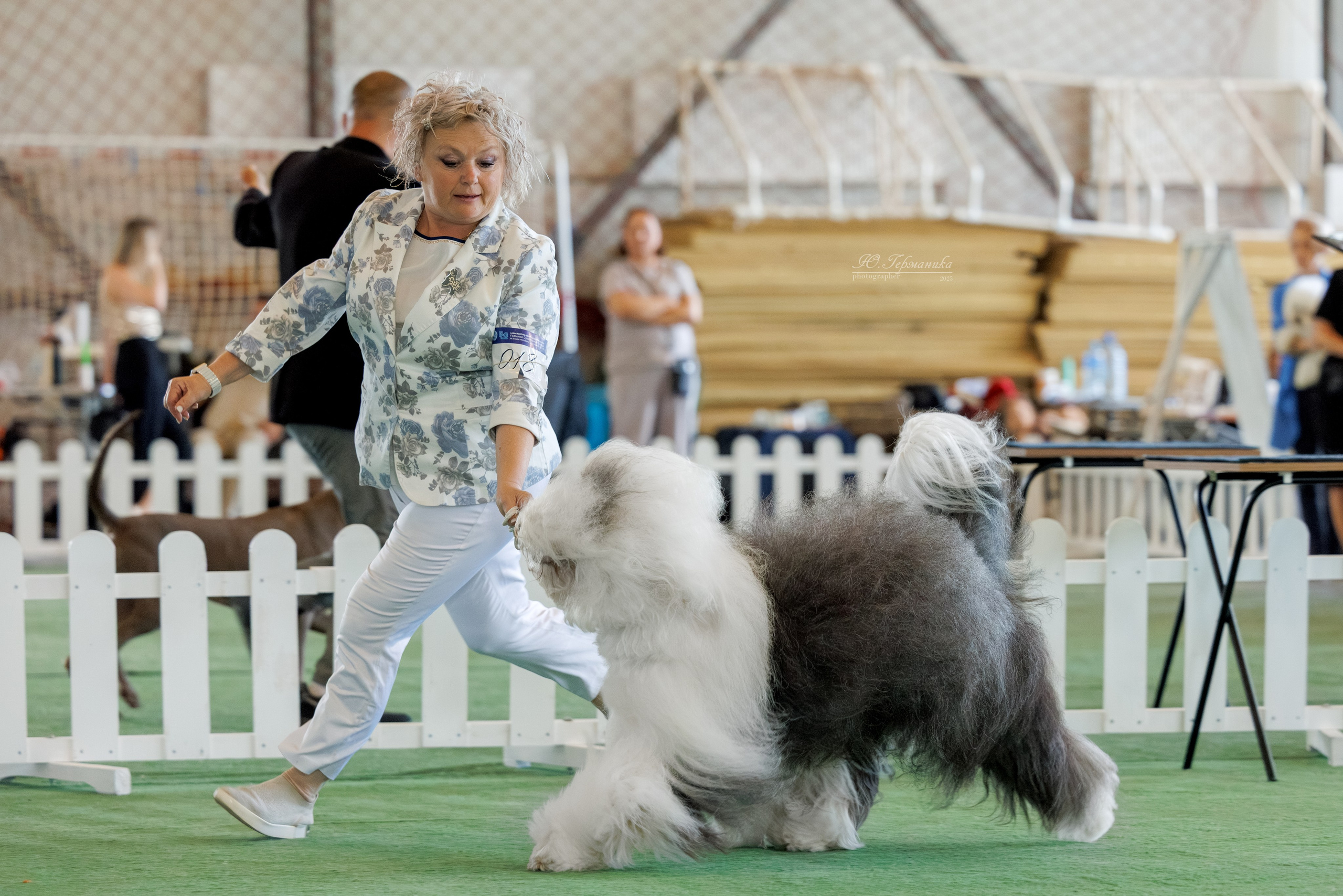 Батуми 3хCACIB 27-29.06.2025. Фотограф-анималист Юлия Германика