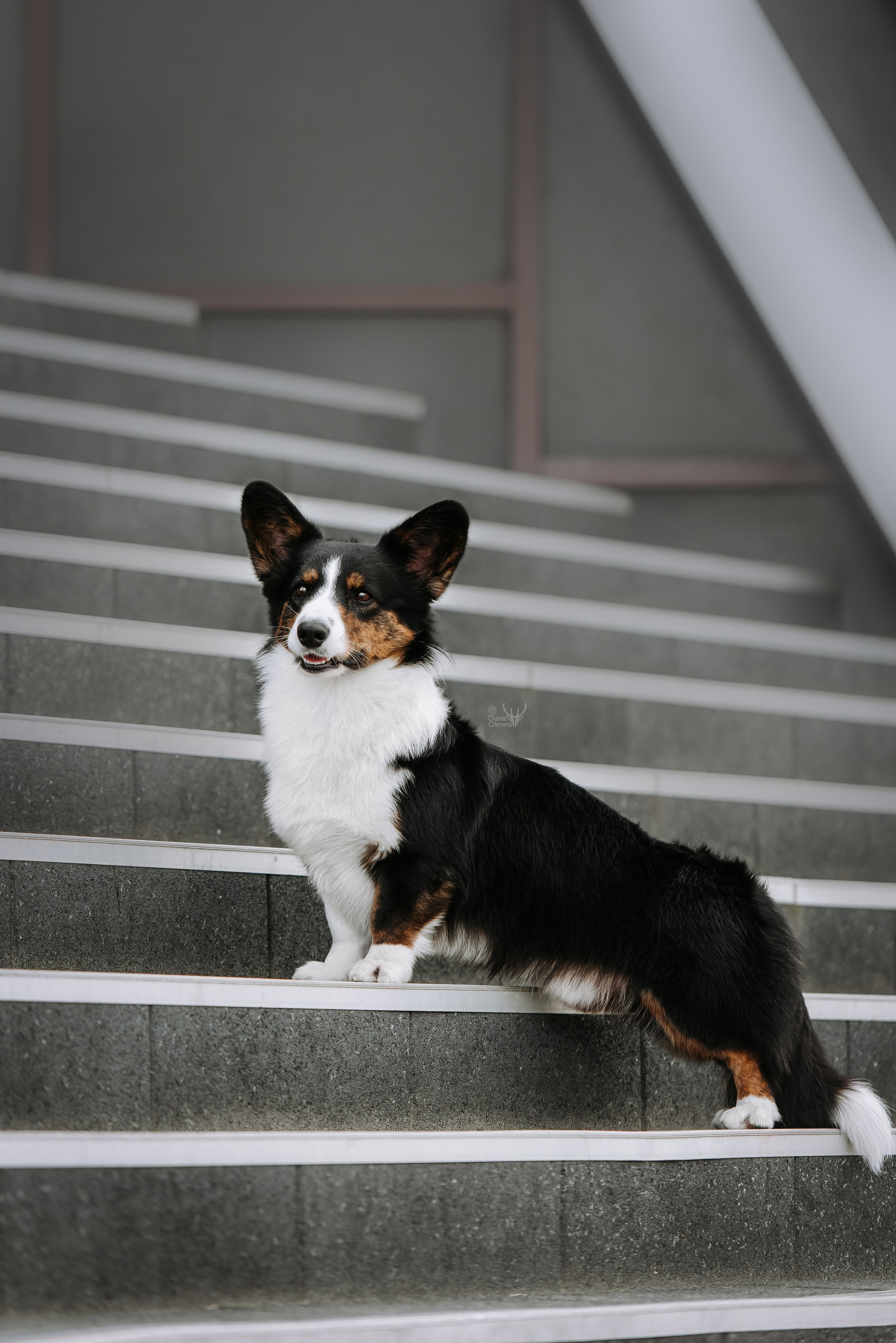 Собаки уличные. Фотограф Диана Оленина Красноярск / Братск