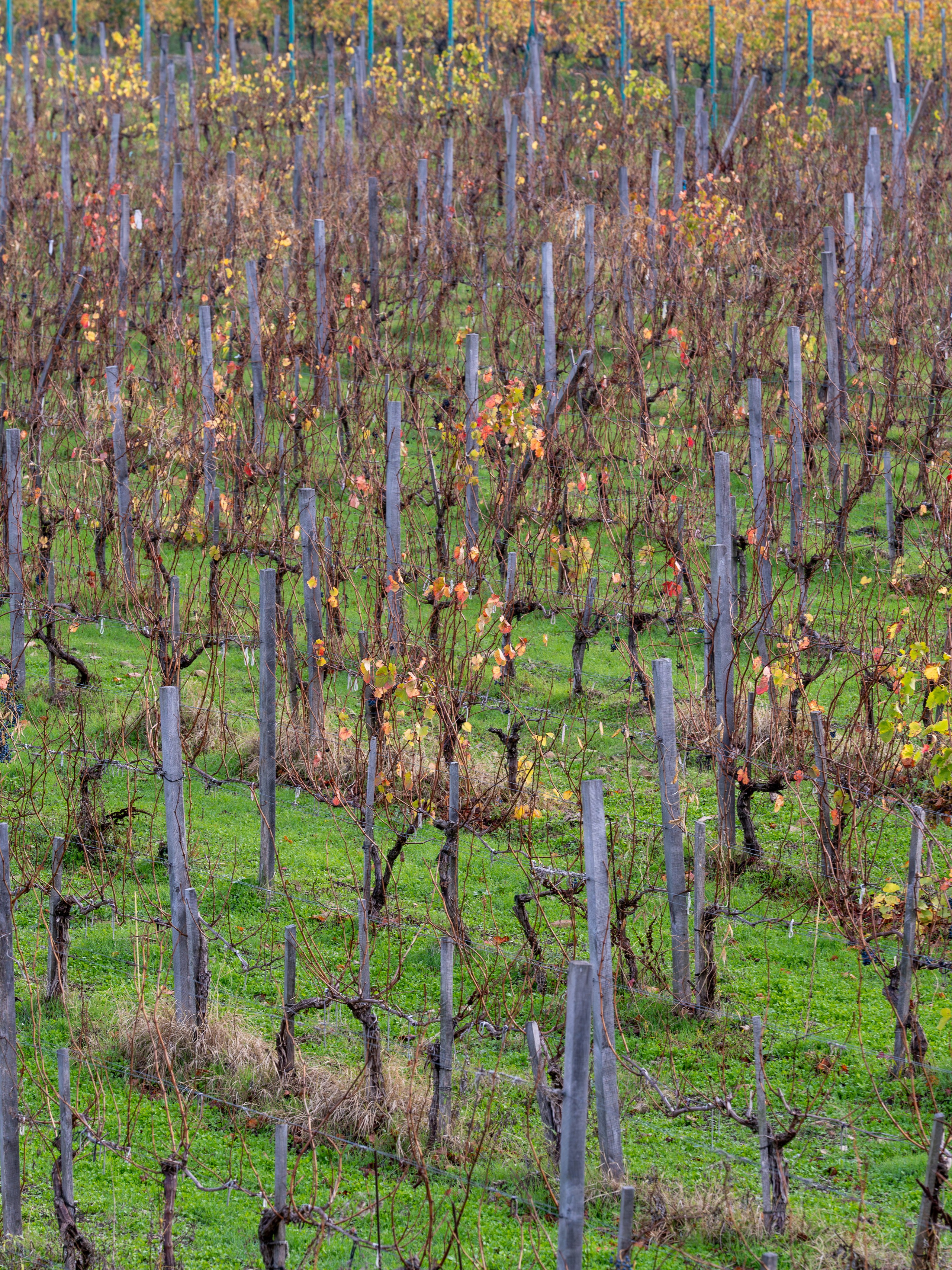 Литературная мастерская с Ольгой Шутовой в «Винотеррии». Репортажный фотограф в Красной Поляне и Сочи Павлюченко Екатерина