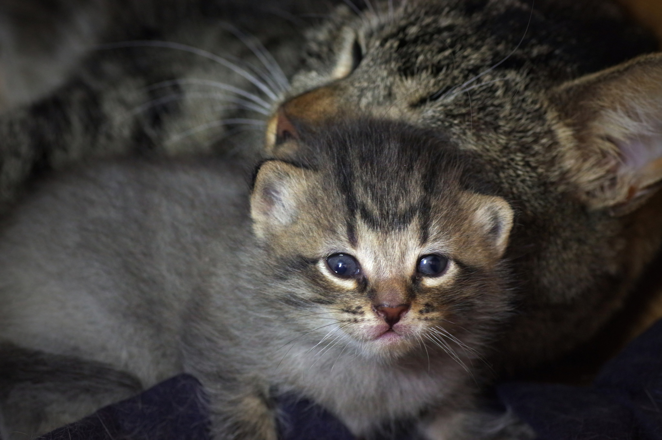 Котятам 16 дней. Вадим Шейдин