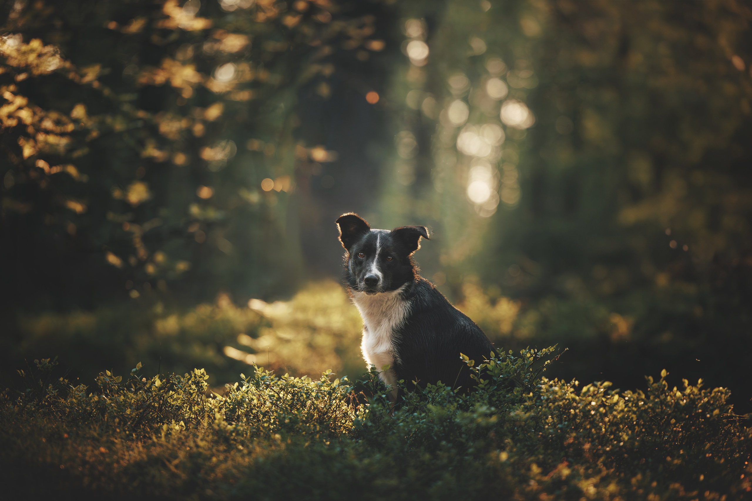 Токи, Янки, Лось, Мако и Рин. Фотограф анималист Осипчикова Мария