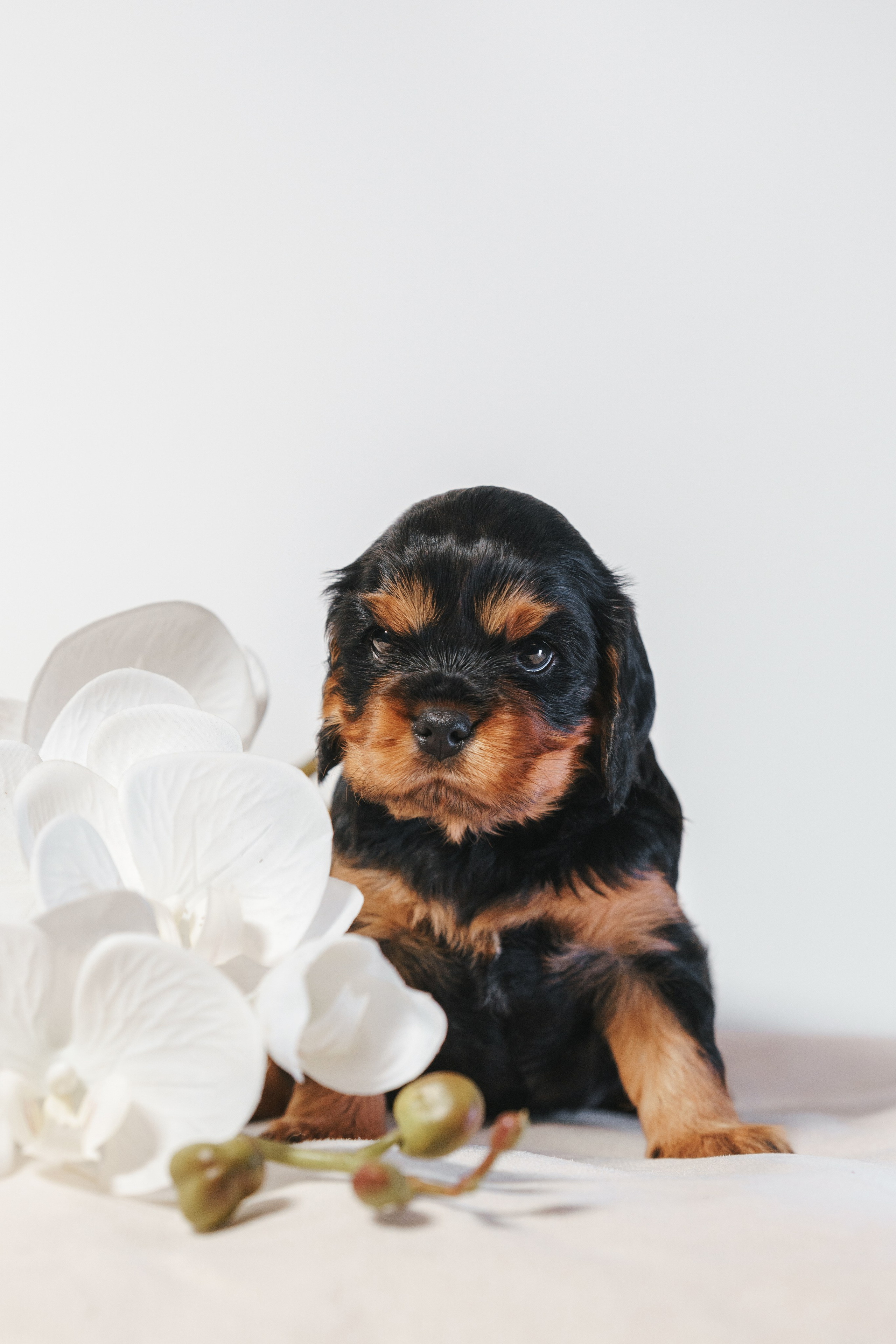 ККЧС. Фотограф анималист Осипчикова Мария