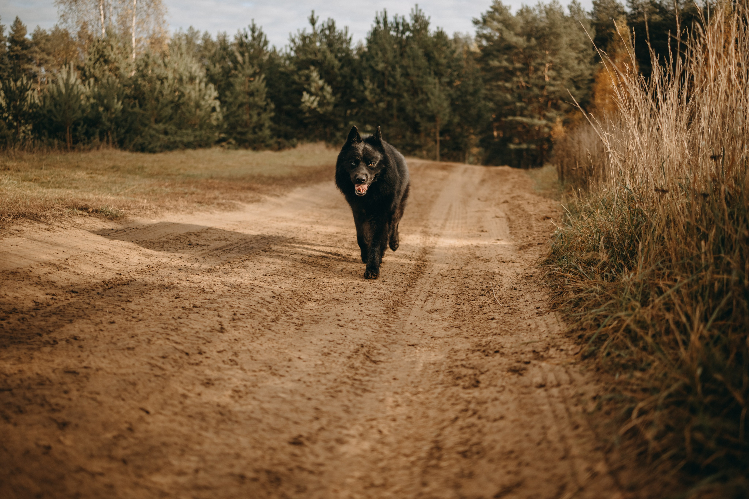 Лора и Джанго. Фотограф — Анималист | Санкт-Петербург