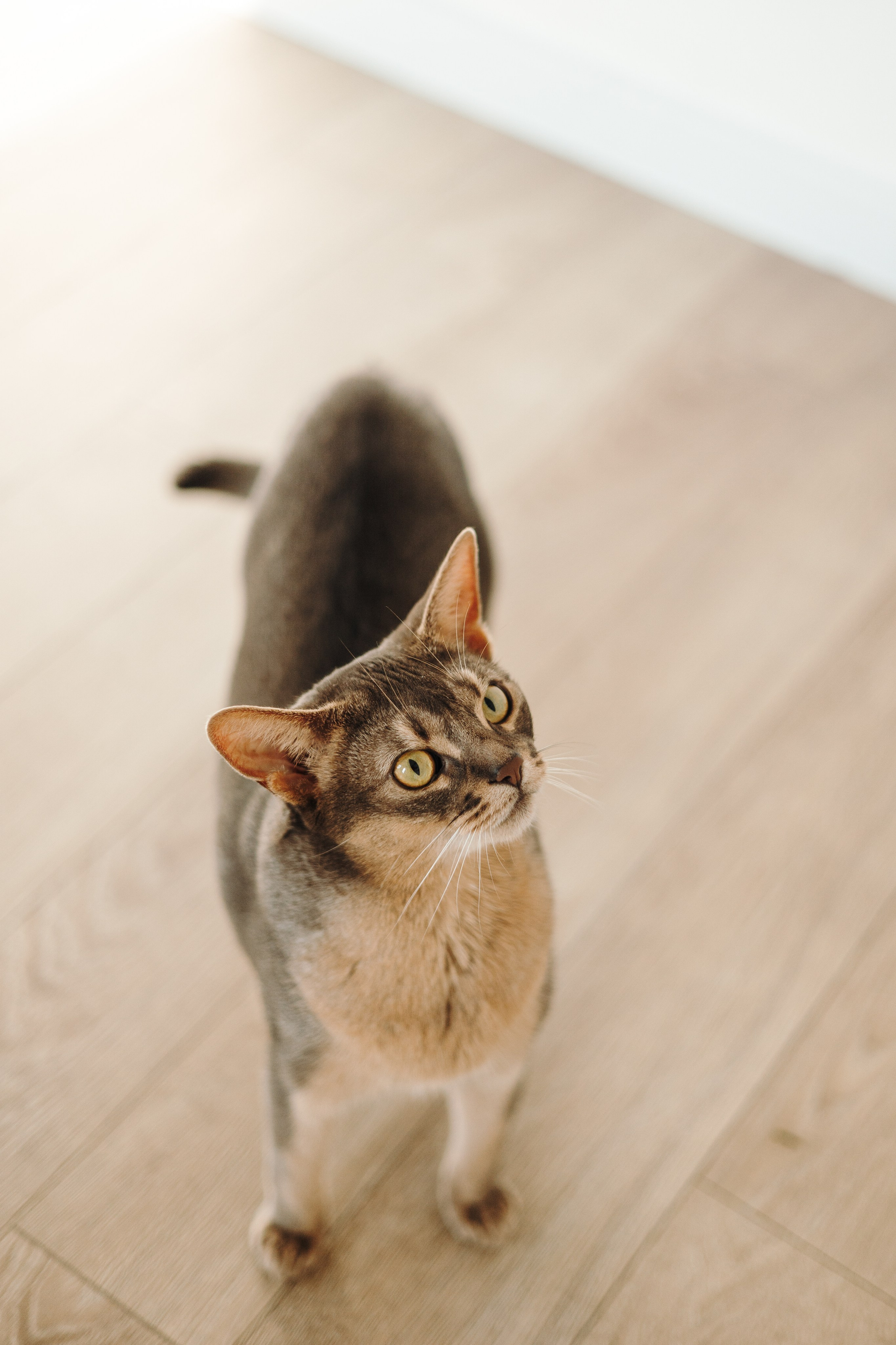 Циско и его семья. Фотограф — Анималист | Санкт-Петербург