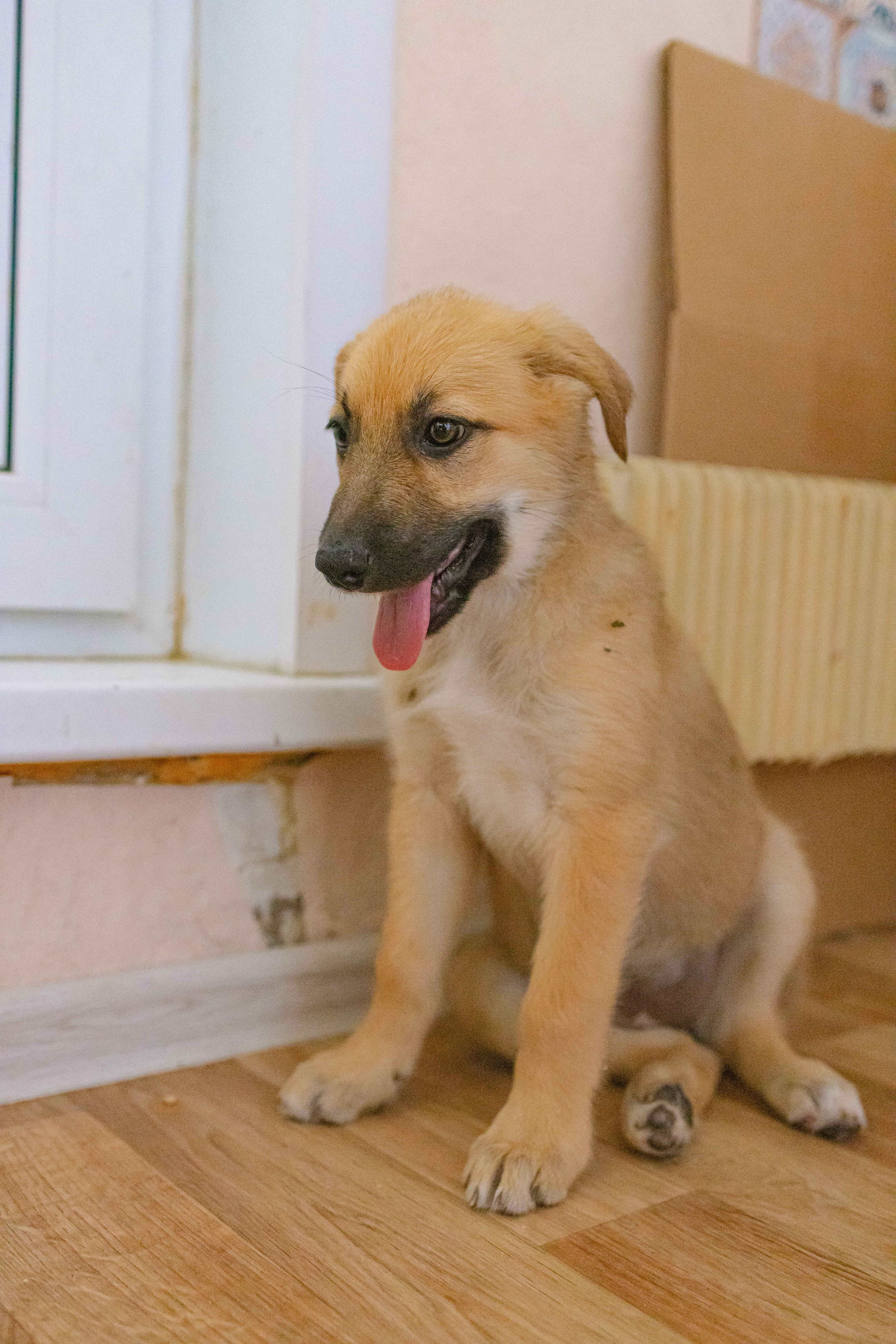 Щеночки на кухне. Фотограф-анималист в Москве Лера Черноног