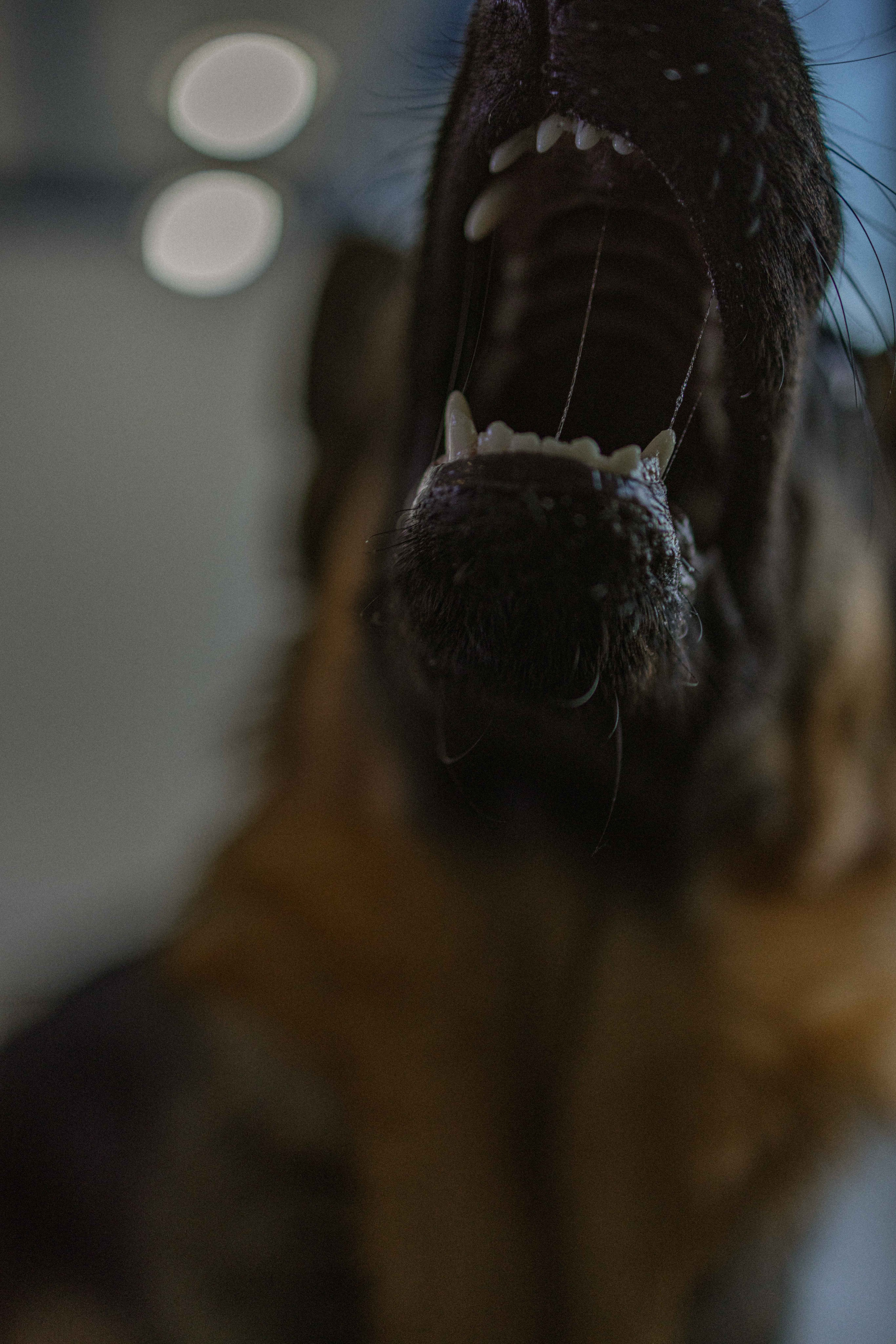 Ася и Буся. Фотограф-анималист в Москве Лера Черноног