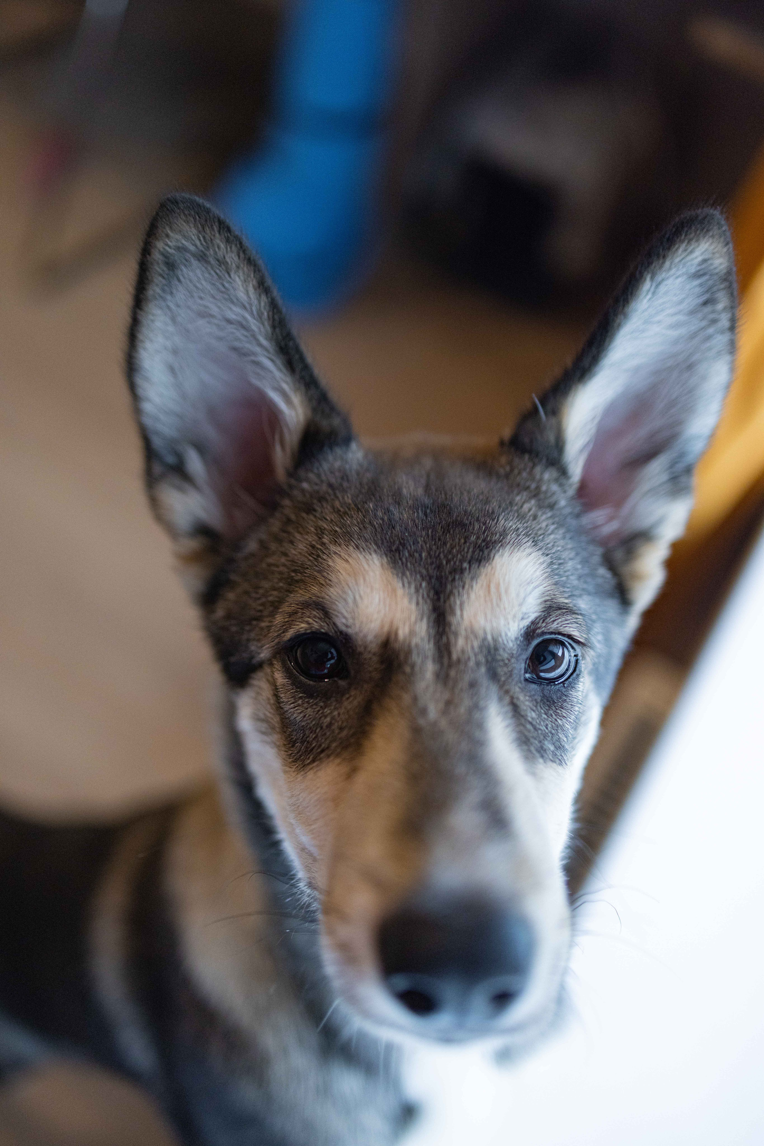 Шами. Фотограф-анималист в Москве Лера Черноног