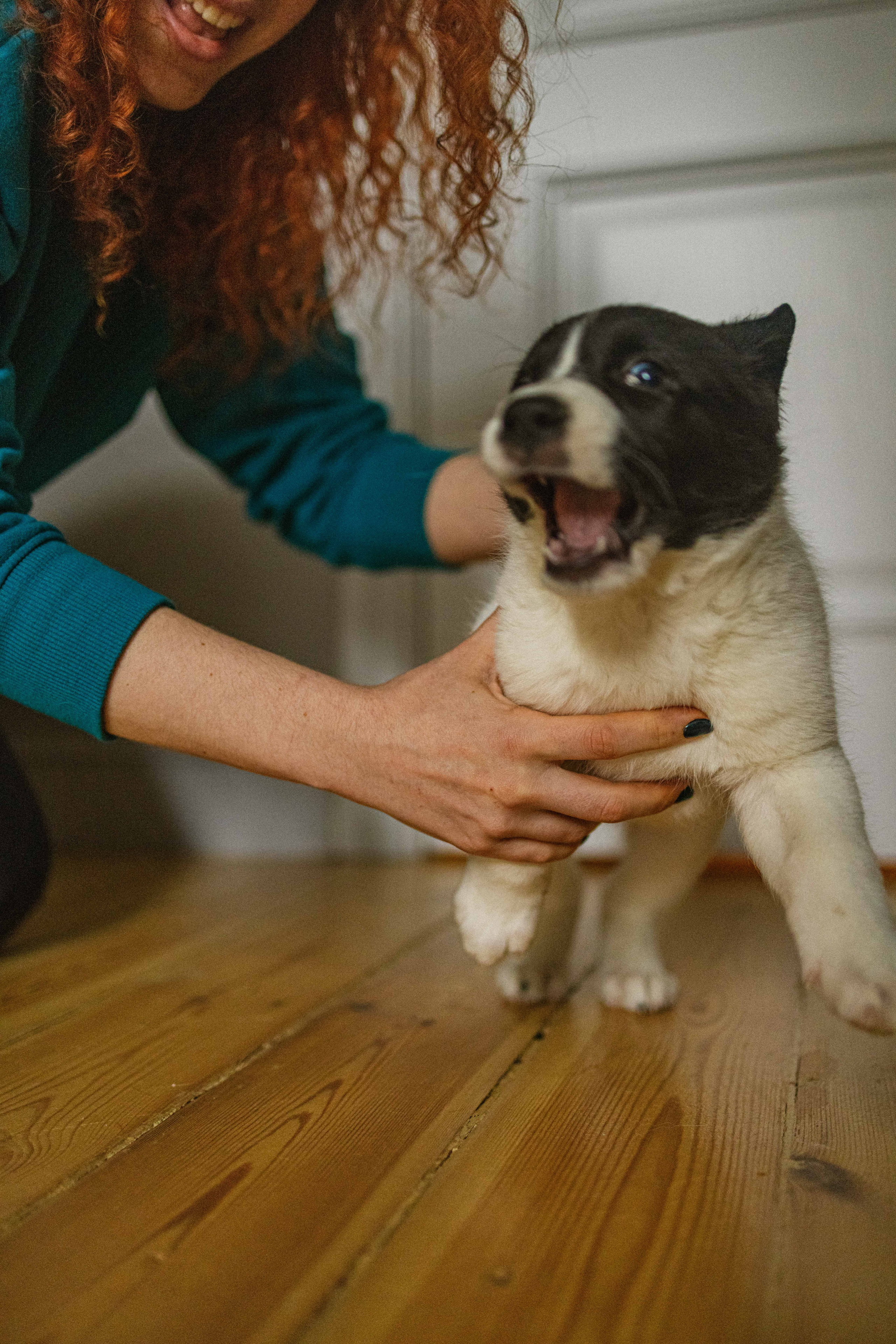 Щеночки. Фотограф-анималист в Москве Лера Черноног
