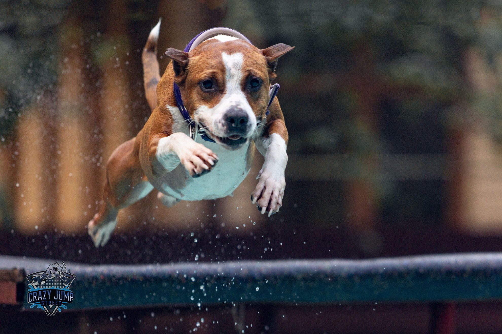 Собаки, спорт, Док дайвинг. Свадебный и репортажный фотограф в Москве и Московской области