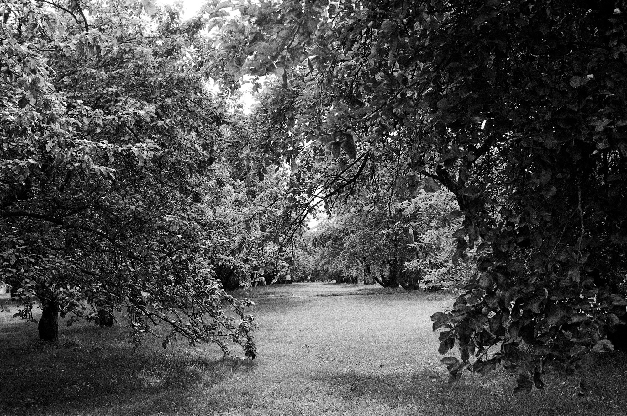 Парк Коломенское. Другой Павел Поцелуев. Фотограф в 2025 году