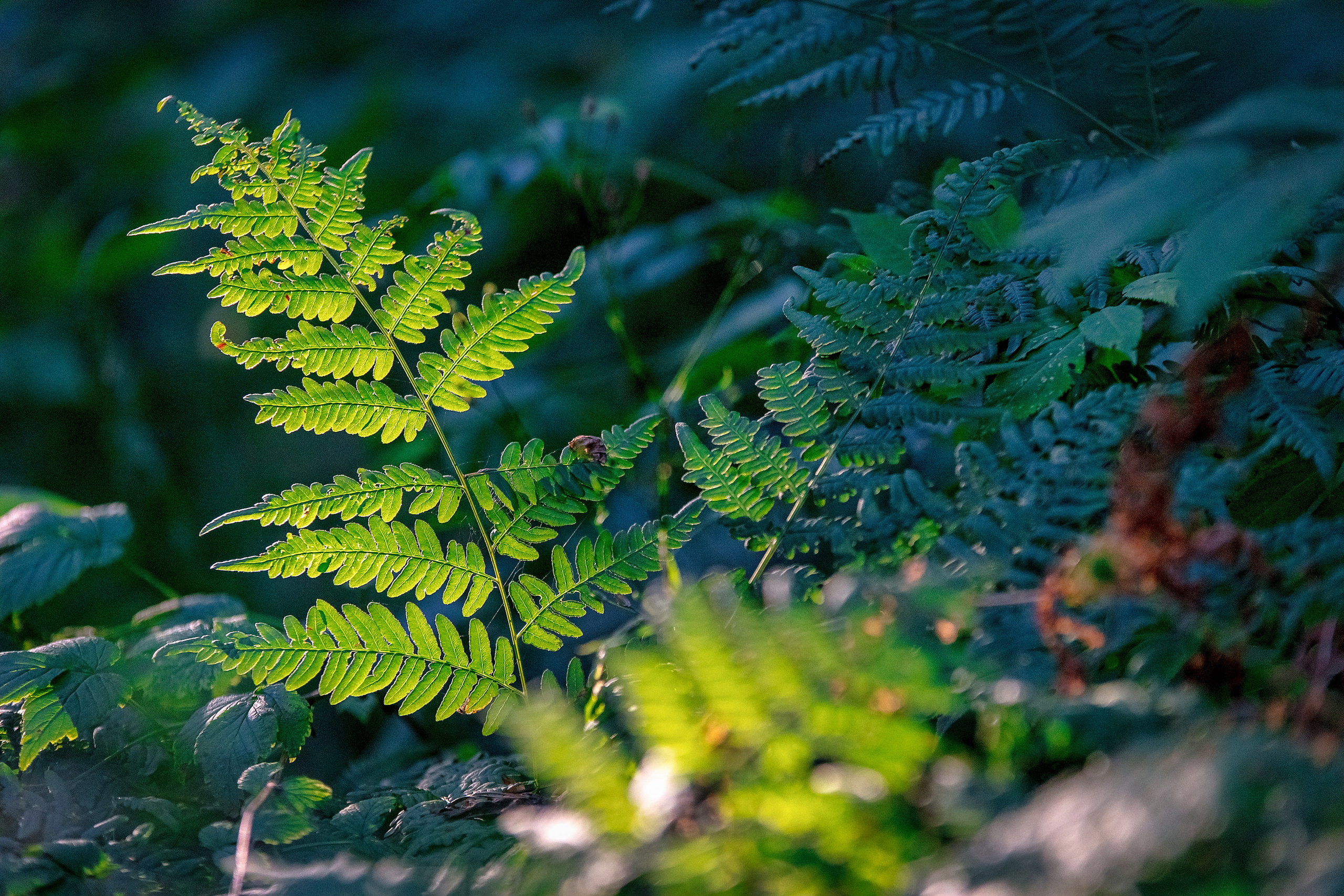 Наша мать — природа. Фотограф Владимир Артамонов