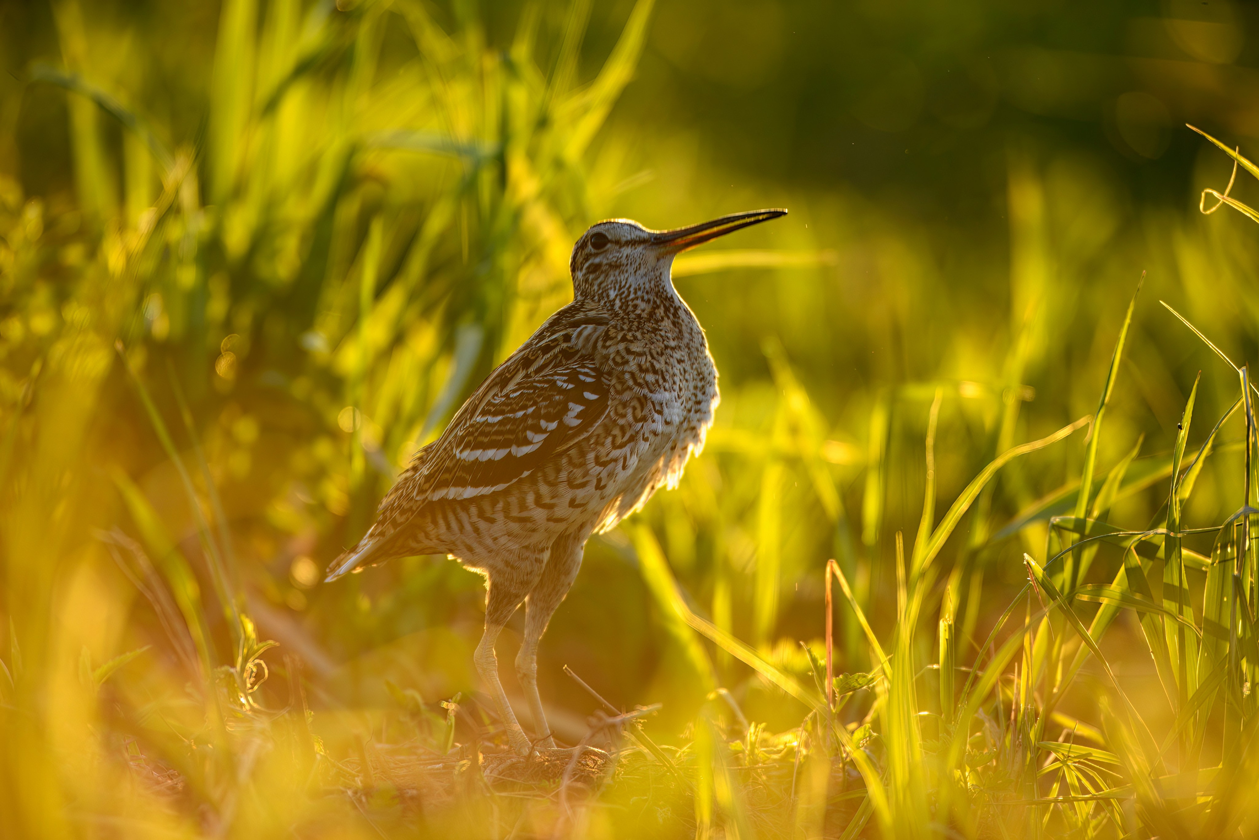 На дупелином току. Фотограф Сергей Пупонин