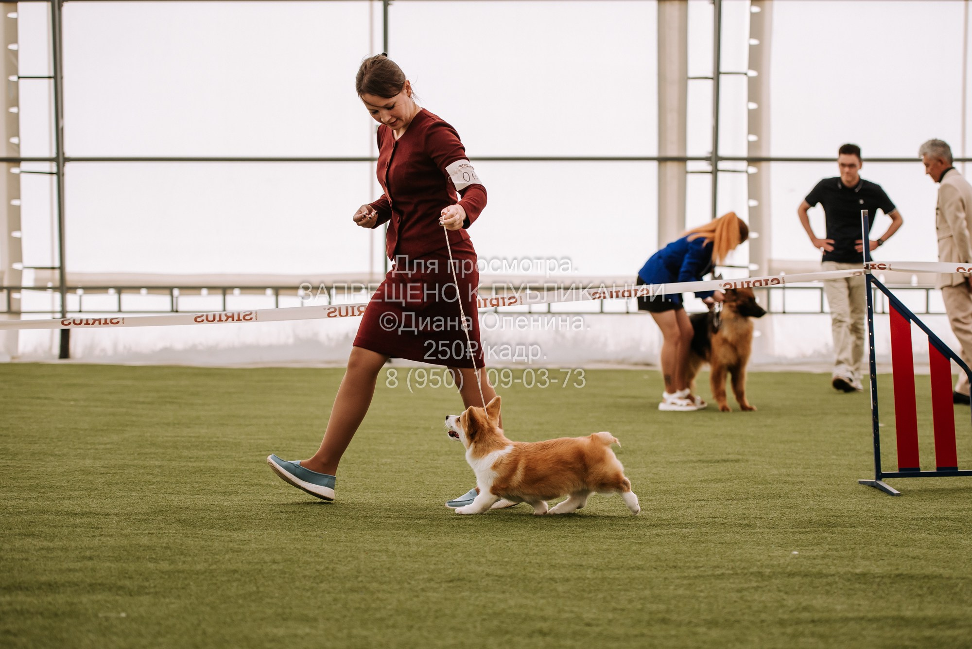 Выставка собак Красноярск 2.06. Фотограф Диана Оленина Красноярск / Братск