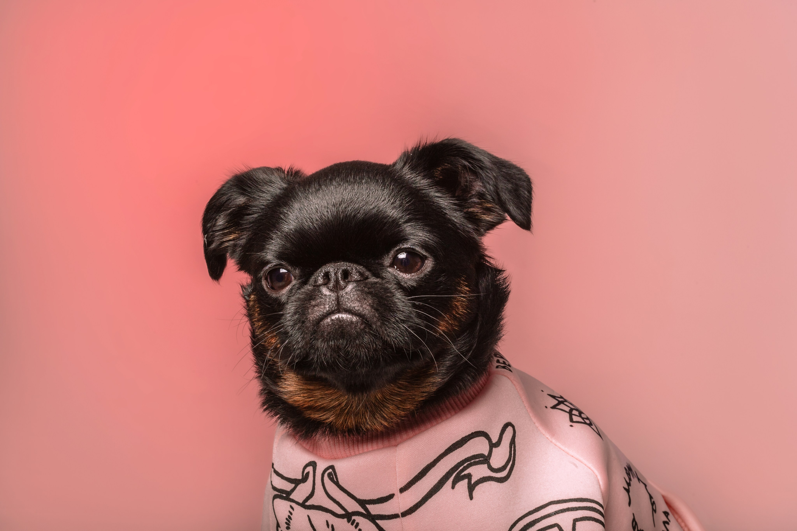 Студийная фотосессия с цветным светом. Фотограф-анималист Татьяна Степанова