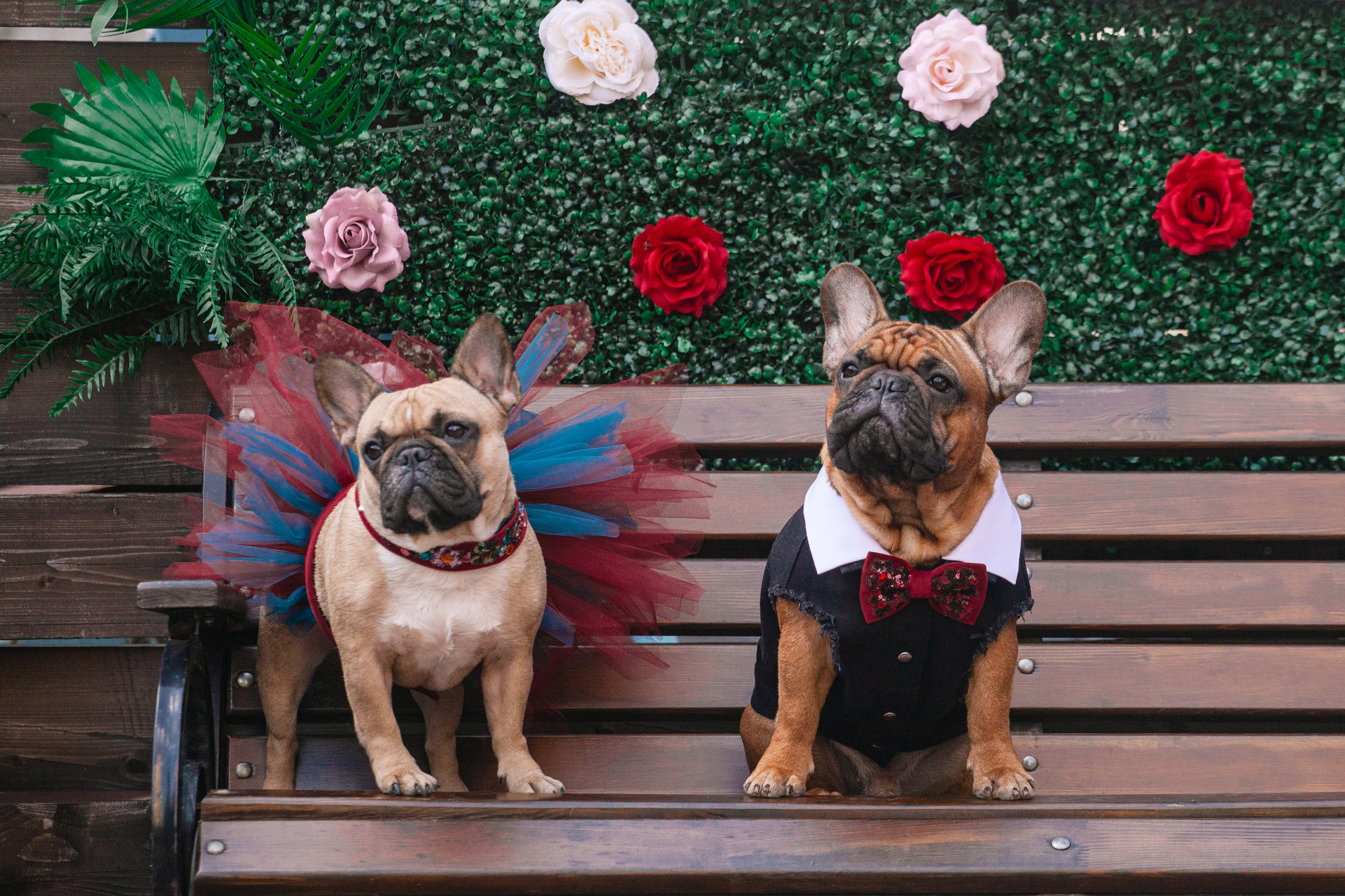 Бульбалл 23.04.2023. Фотограф-анималист Татьяна Степанова