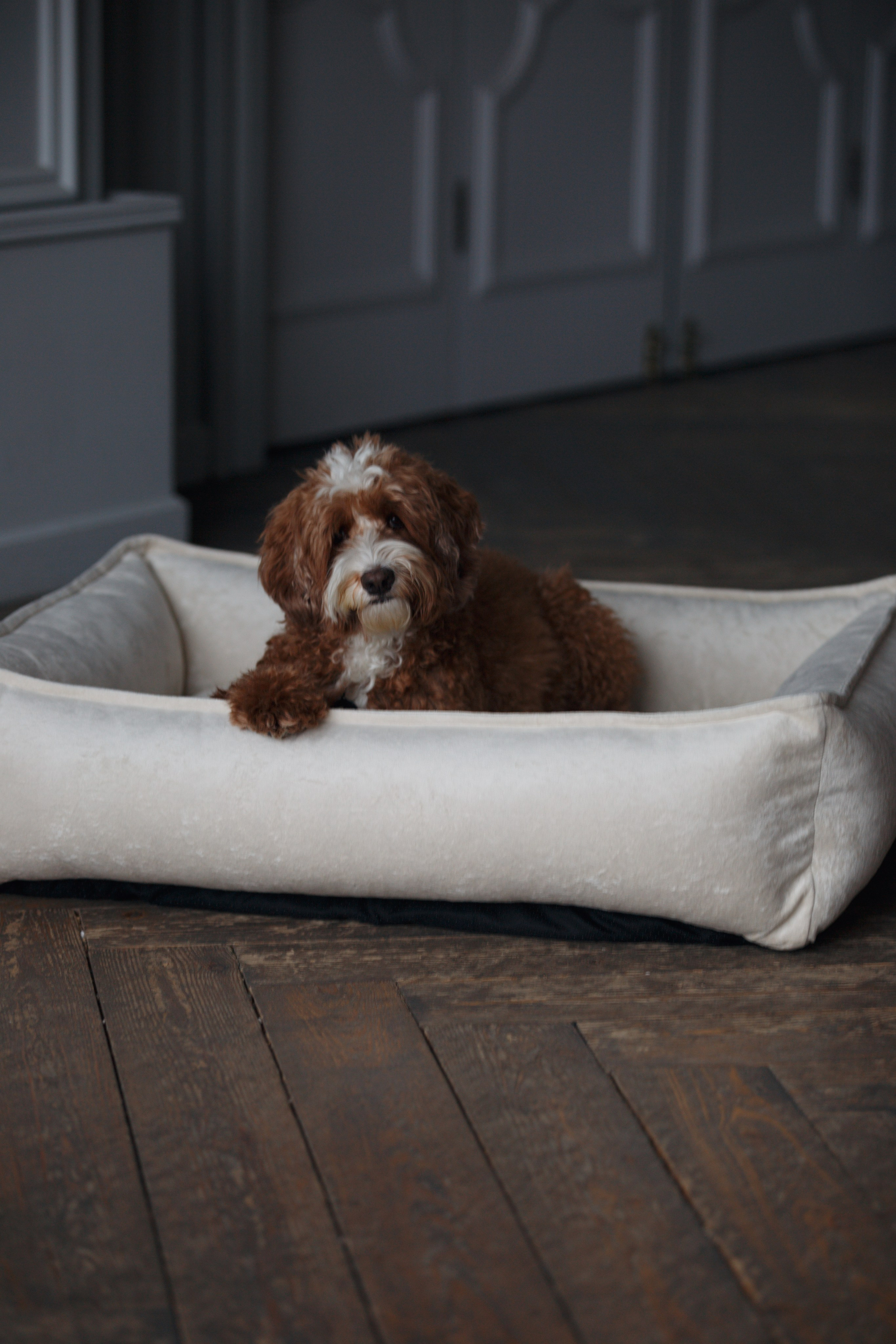 Bmbh лежанки и адресники. Фотограф анималист Кристина Карпова, Москва