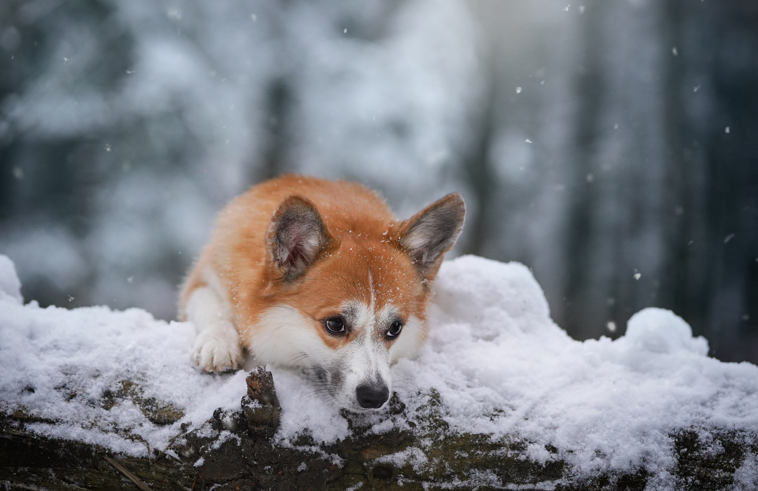 Катя Рокки и Честер. Фотограф-анималист в Санкт-Петербурге Яна Мартынова