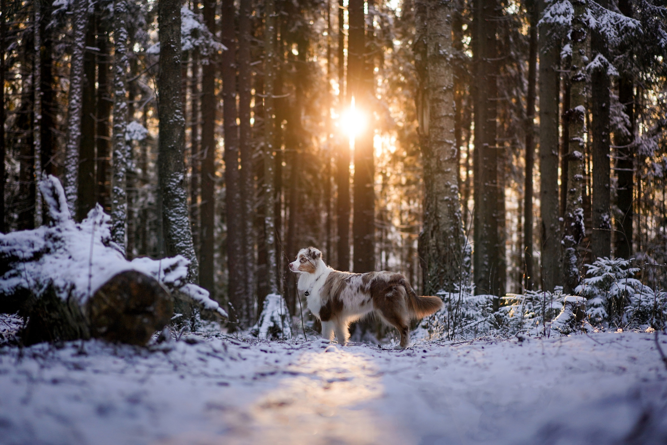 Панда зимний лес. Фотограф-анималист в Санкт-Петербурге Яна Мартынова