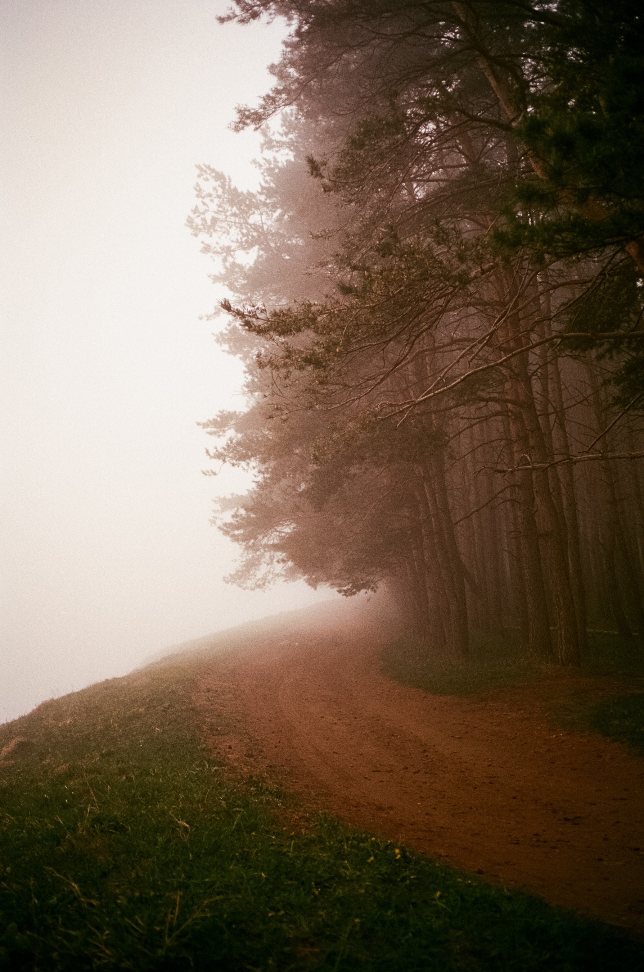 Кисловодск, дорога в сторону метеостанции, туман, лошади / Voigtlander