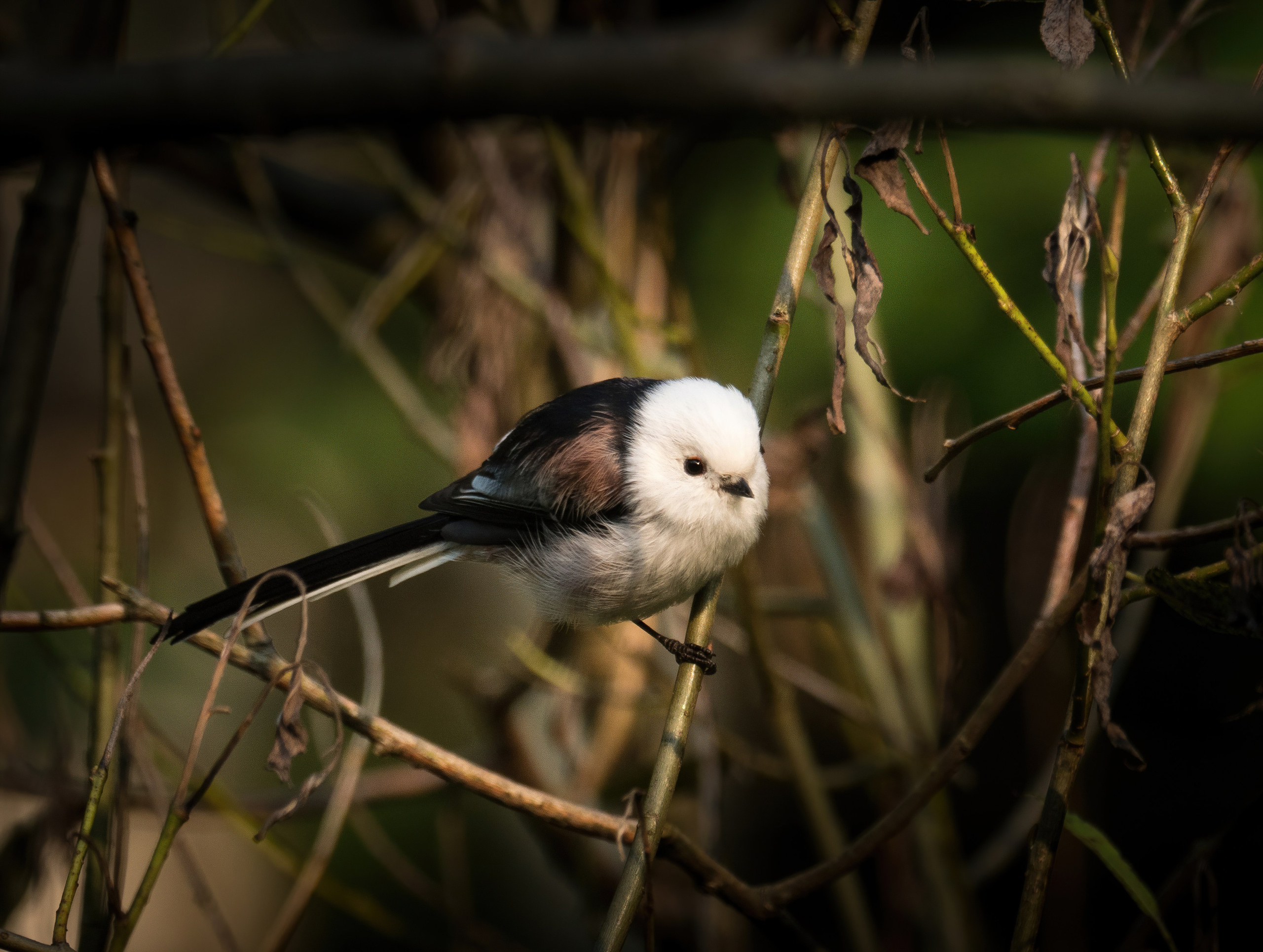 Птицы и животные. Oles Paritskiy