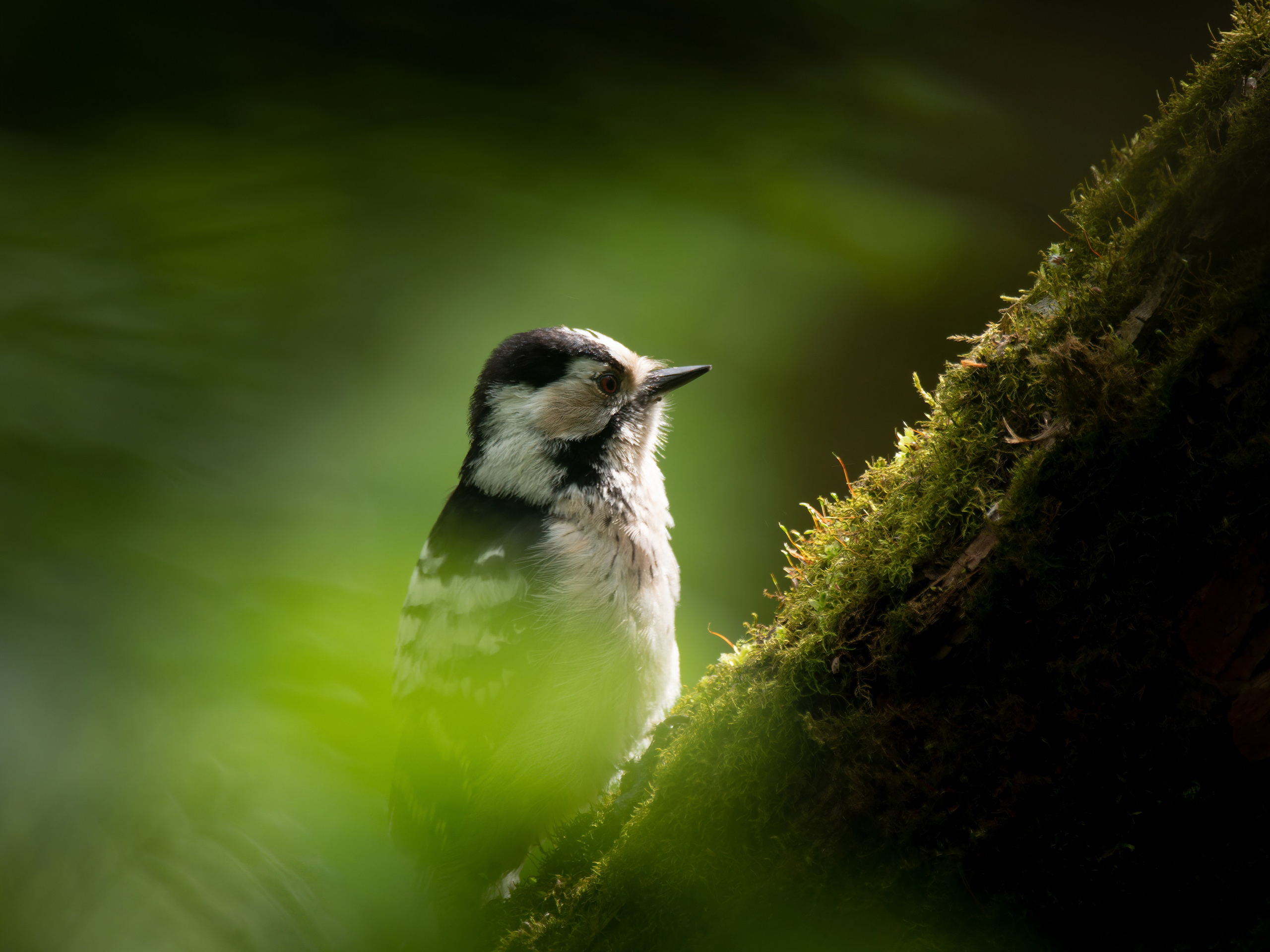 Птицы и животные. Oles Paritskiy