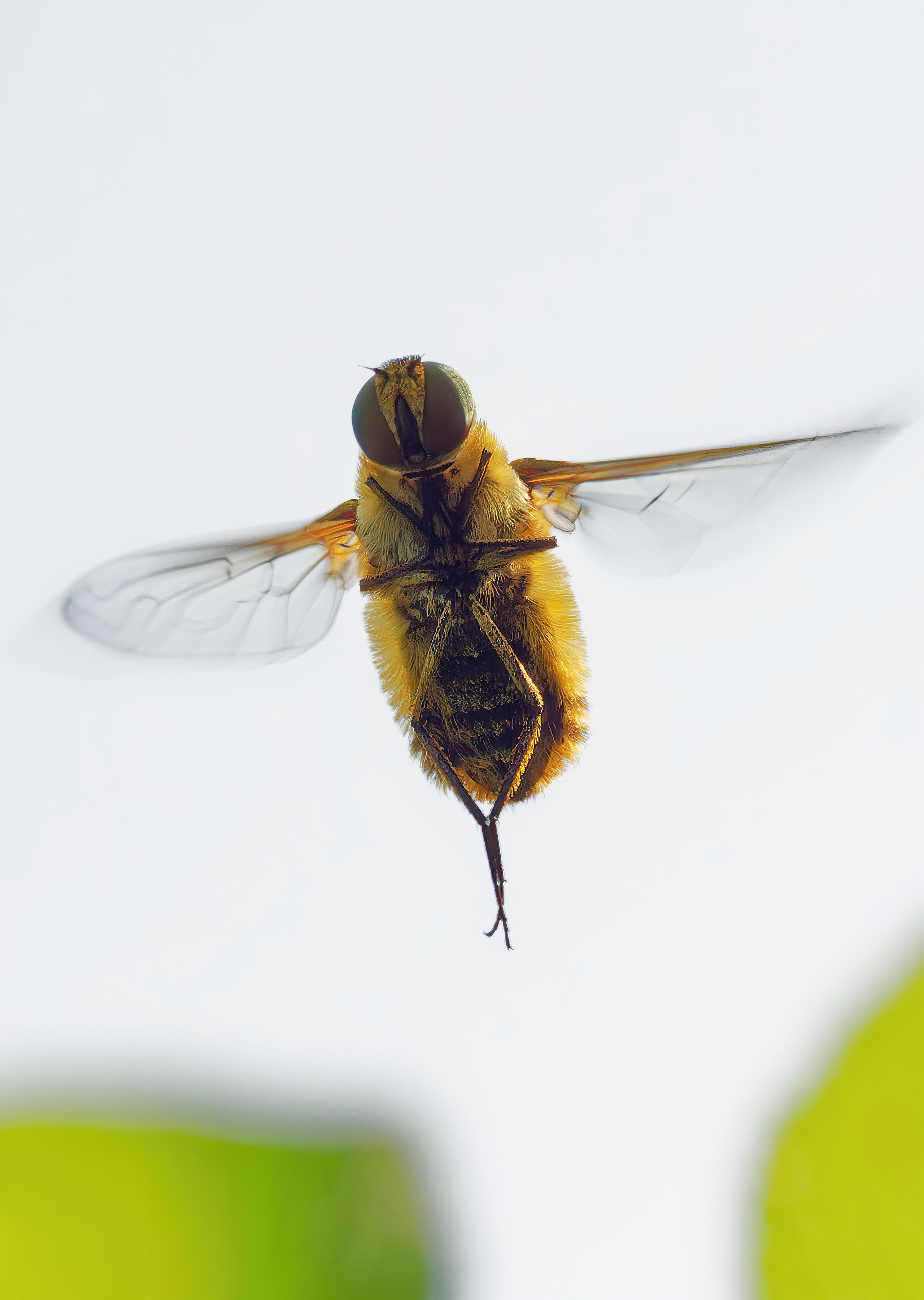 Мухи. Oles Paritskiy