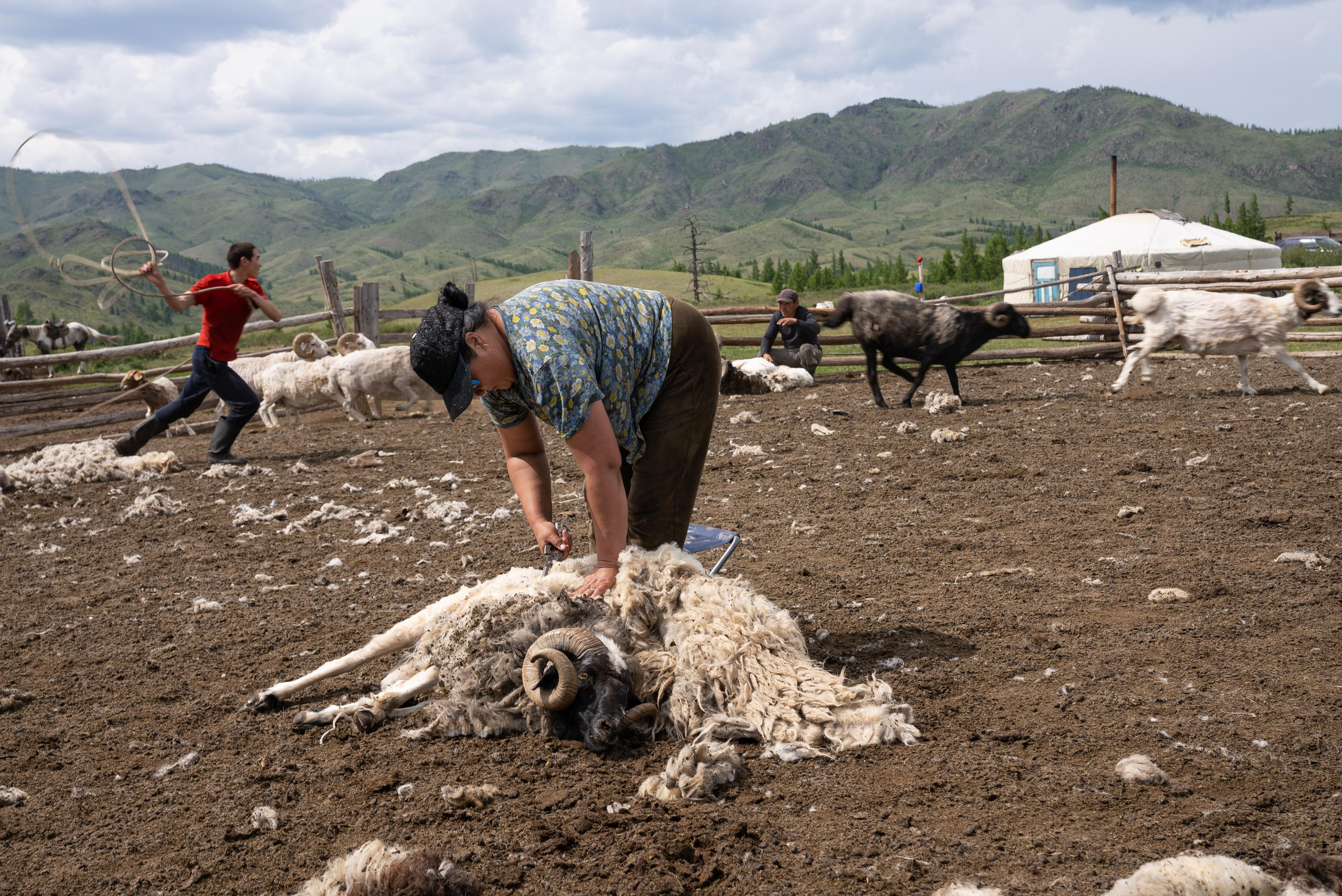 Стрижка овец