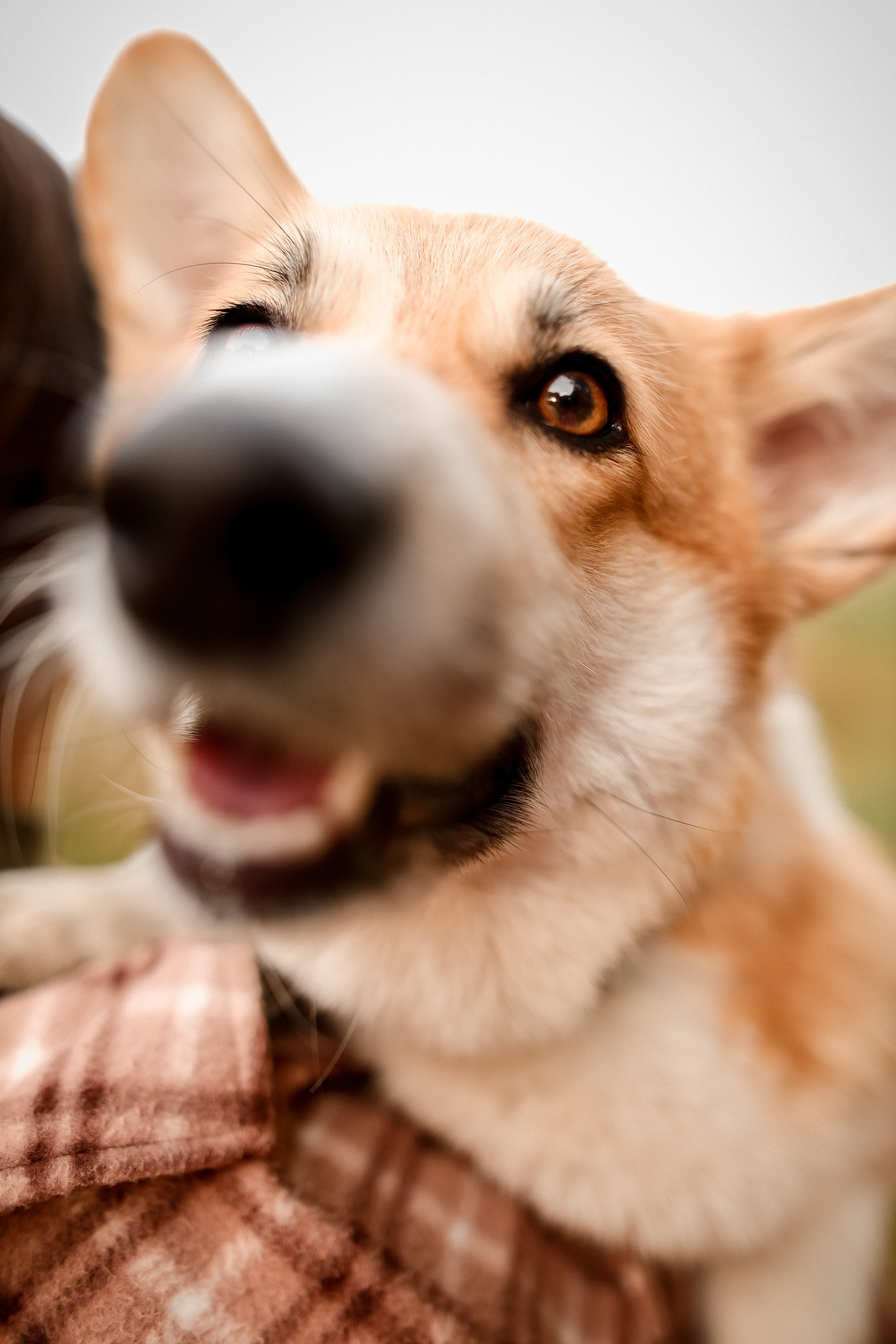 Съёмка с любимым четвероногим другом Ульяна и Фрося. Свадебный фотограф Беларусь Ольга Козыренко