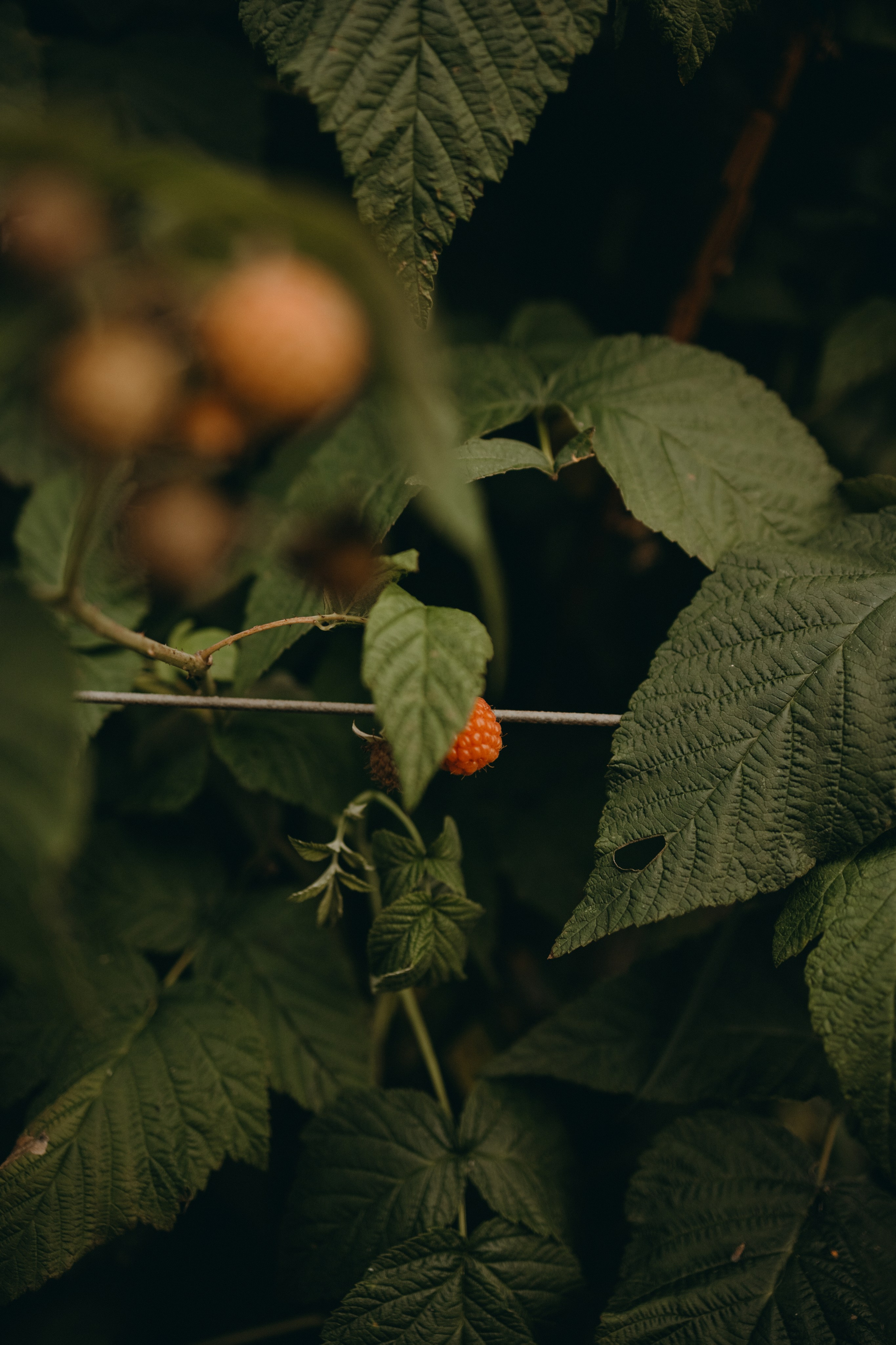 Дом у реки. Фотограф — Анималист | Санкт-Петербург