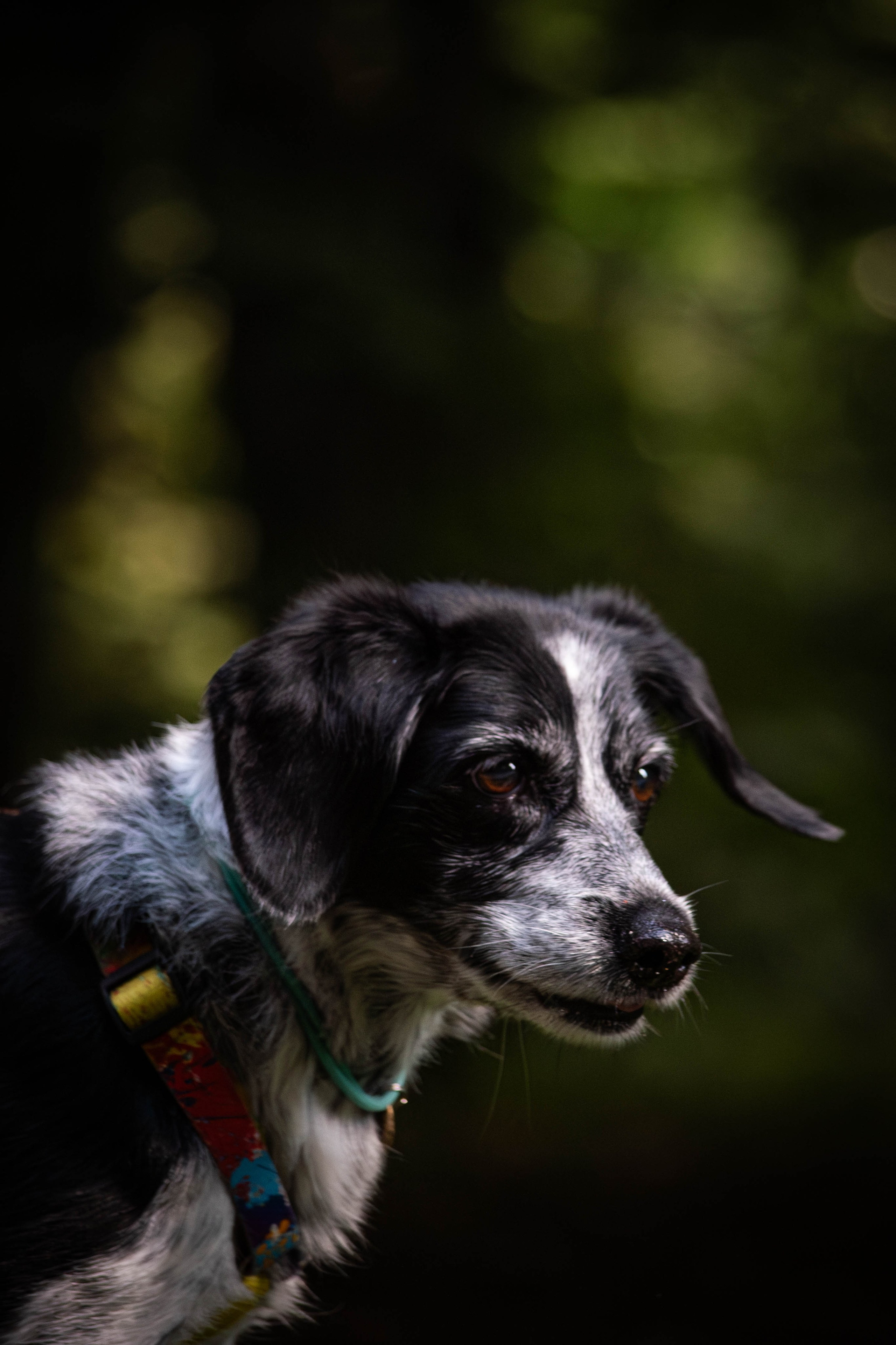 Берта, Ангелина и Витя. Фотограф Светлана Блинова, Москва и Московская область