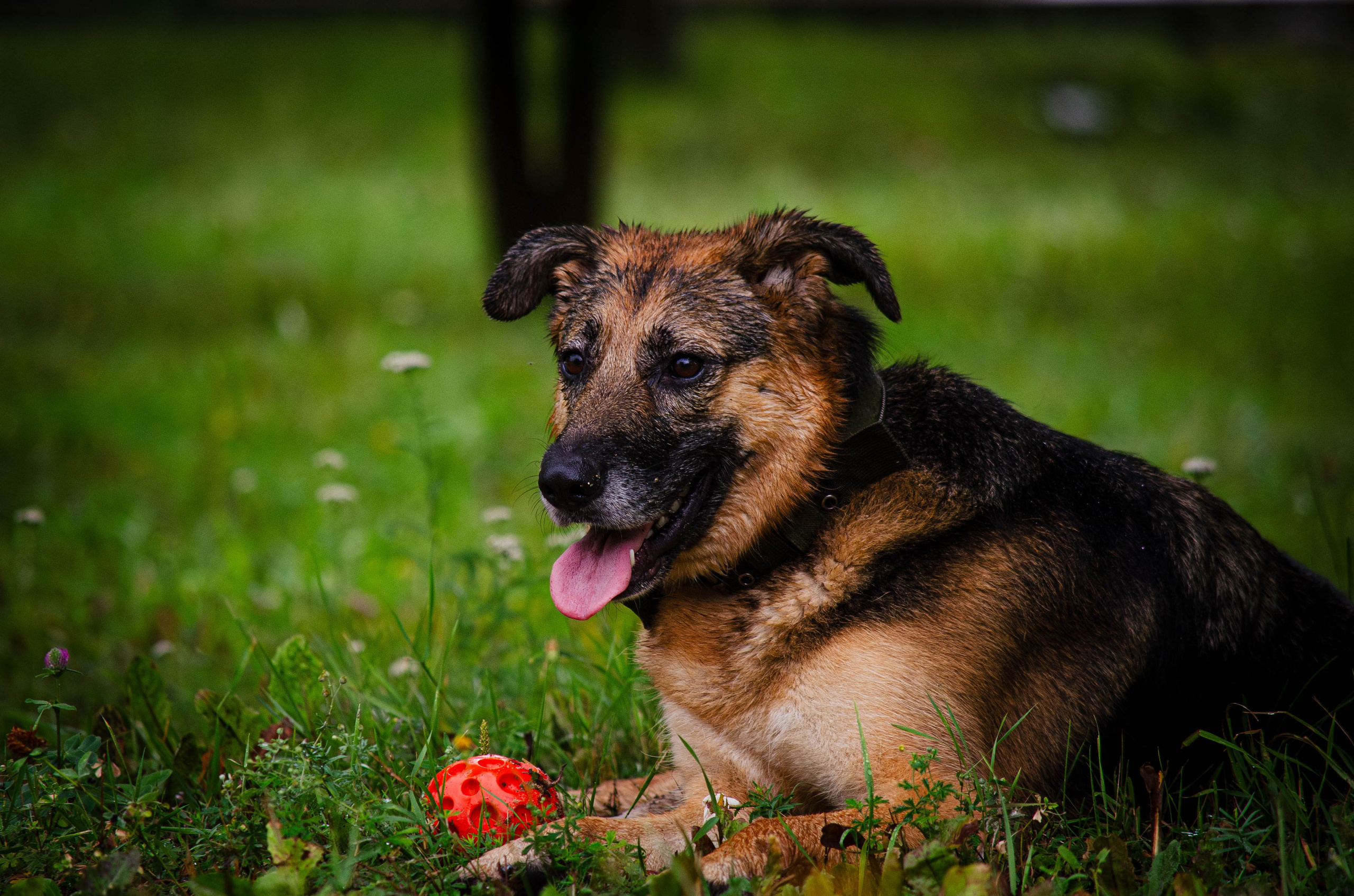 Арья и Оззи. Фотограф Светлана Блинова, Москва и Московская область