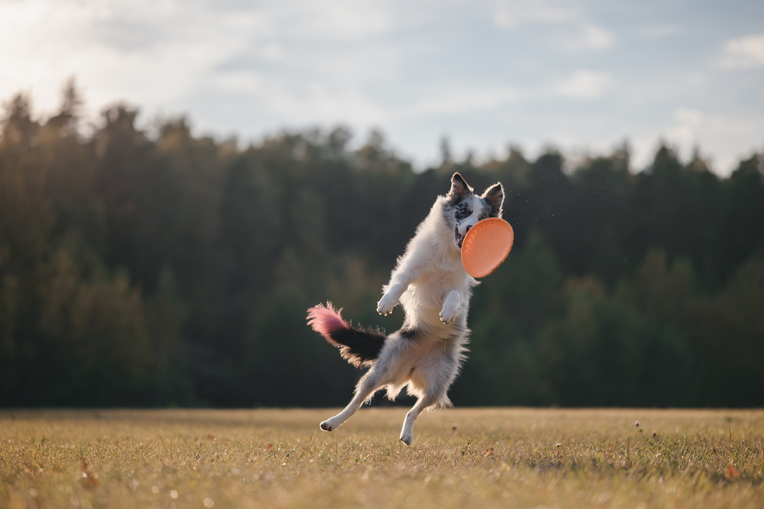 Бордерколли и фрисби. Фотограф Анималист в Москве Анастасия Жучкова