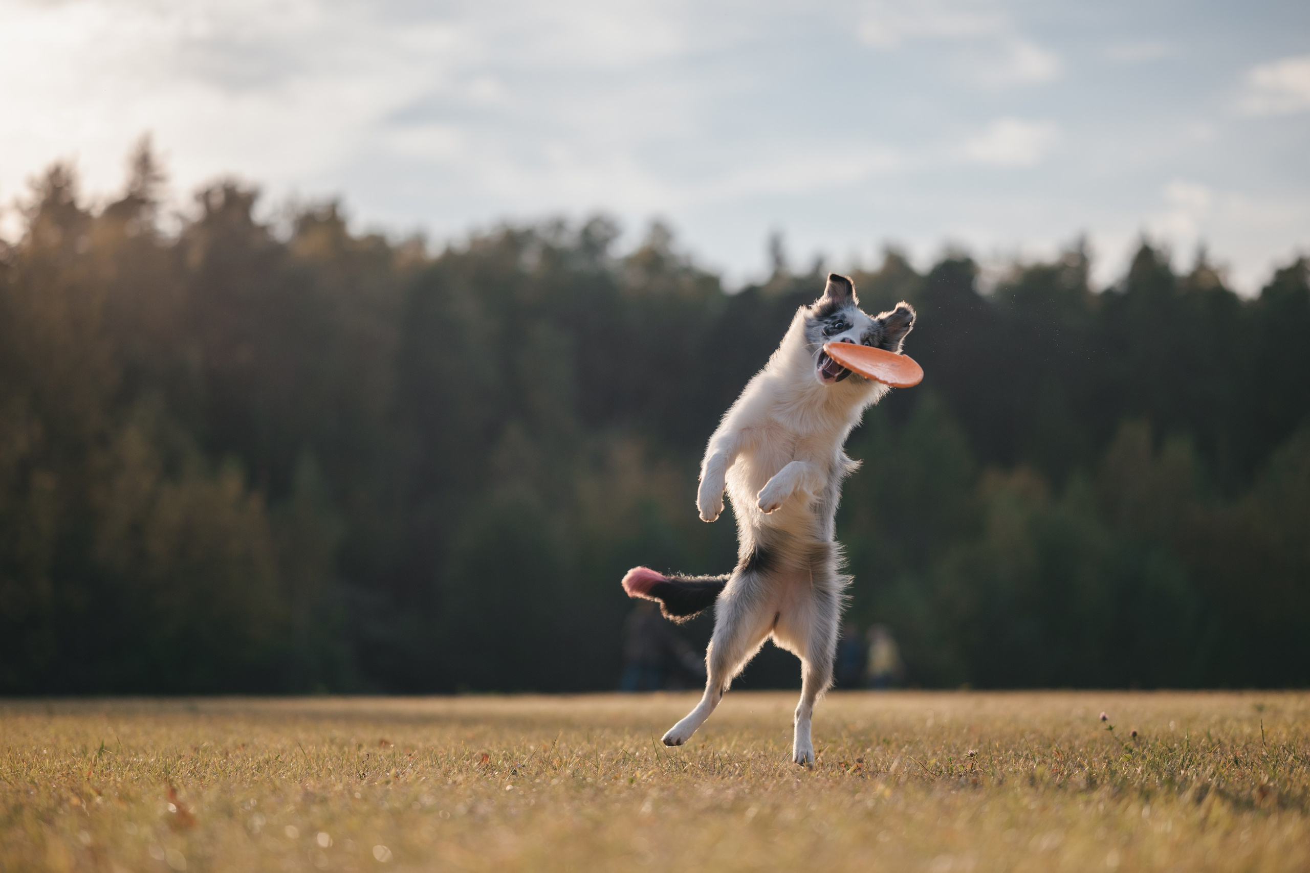 Бордерколли и фрисби. Фотограф Анималист в Москве Анастасия Жучкова