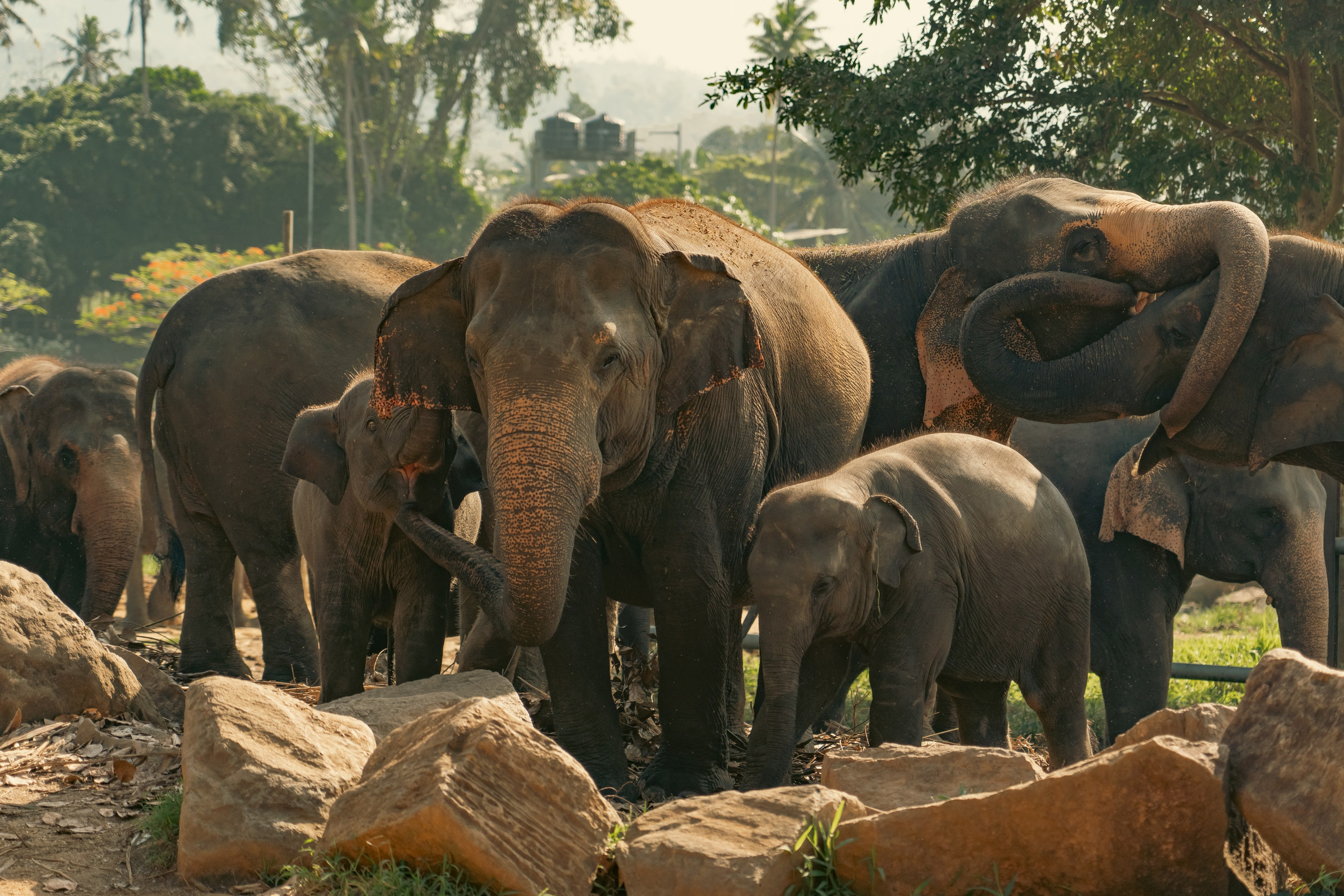 Promo content shooting for Ceylon Forward Tours